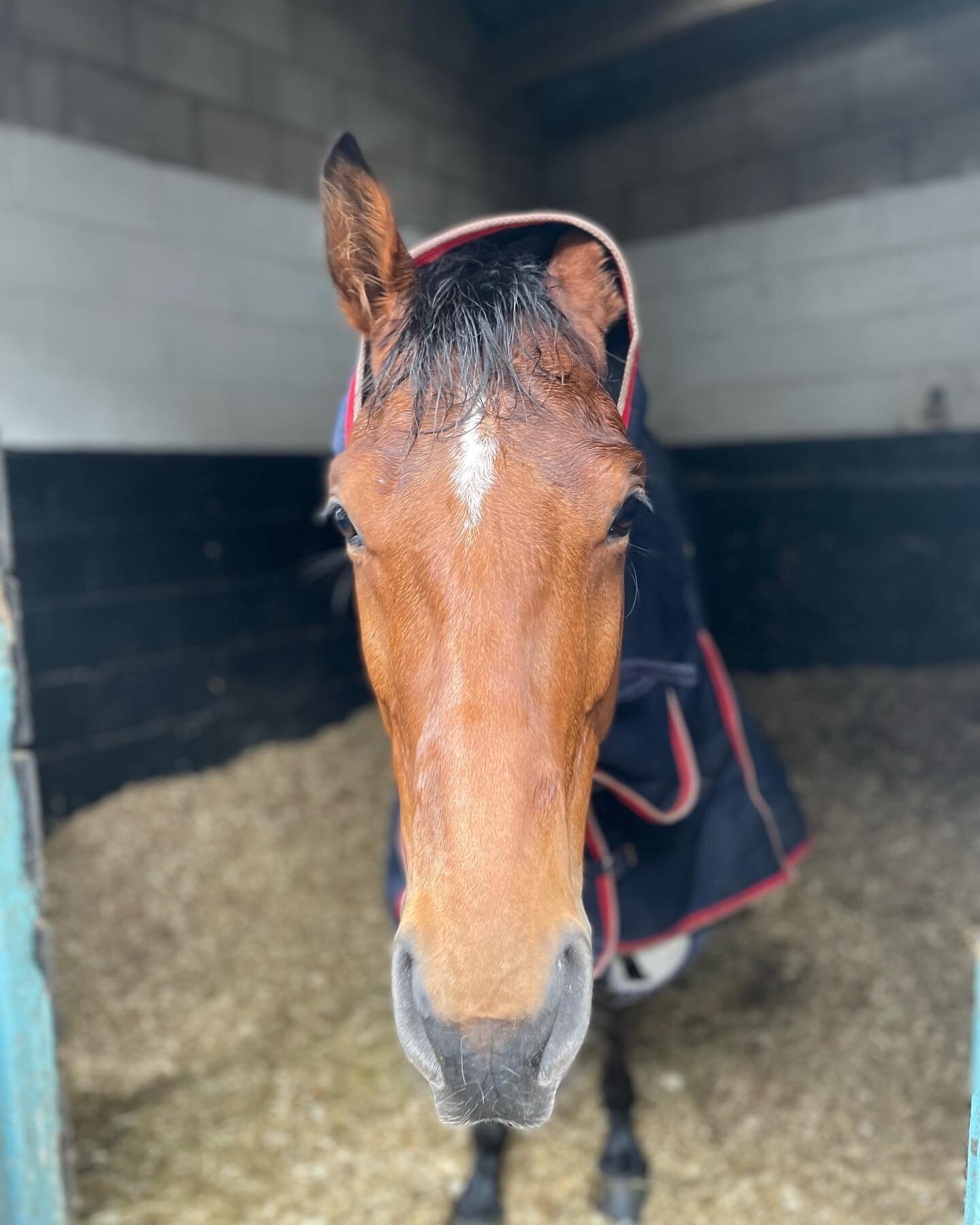 Our Sam, all snug after his work this morning. #littledude