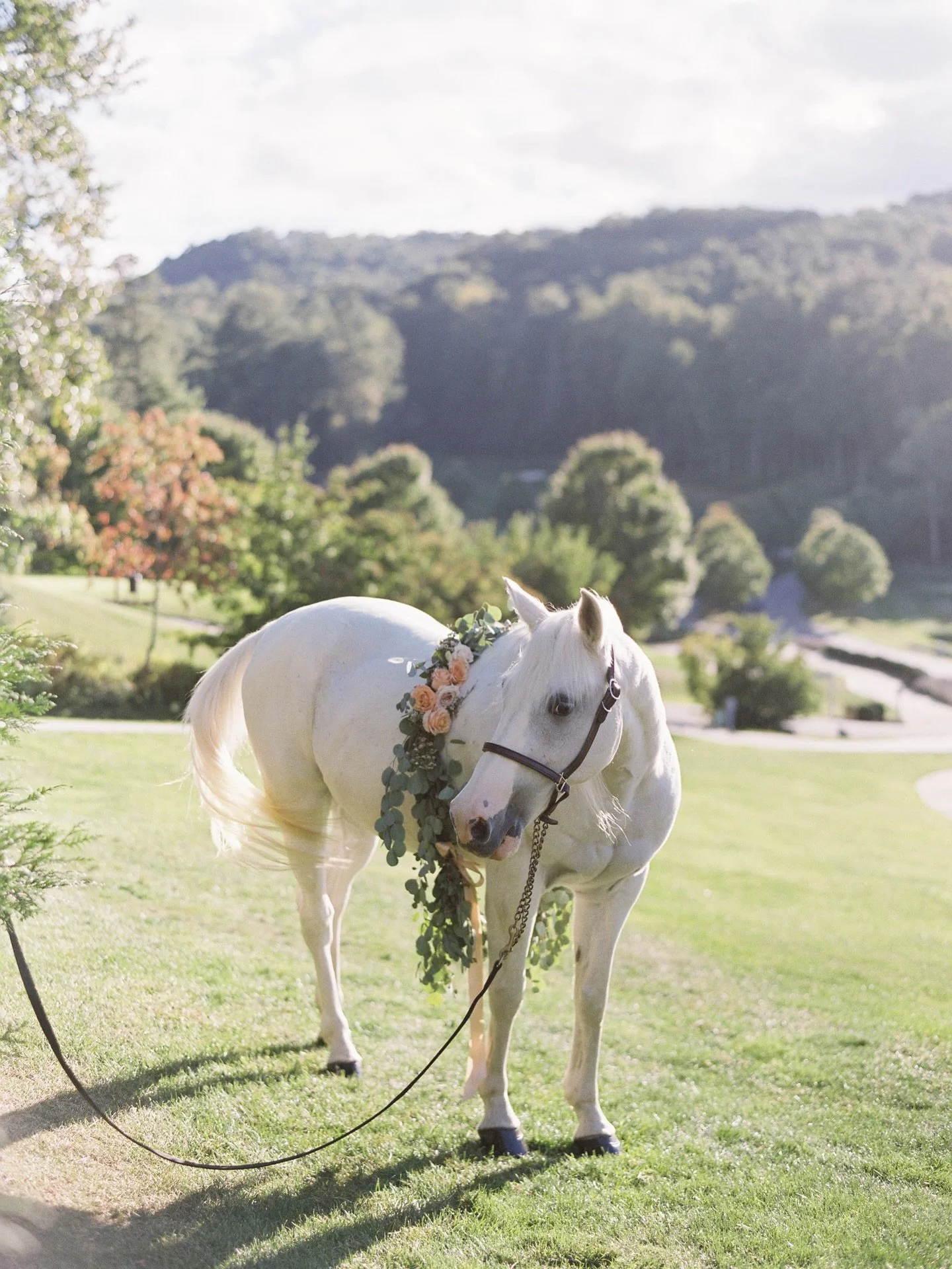 The Year of the Horse arrives with strength and forward motion.

A symbol of freedom, spirit, &mdash;an elegant reminder to move boldly and celebrate with intention.  @toast_kerri @jessicalorren