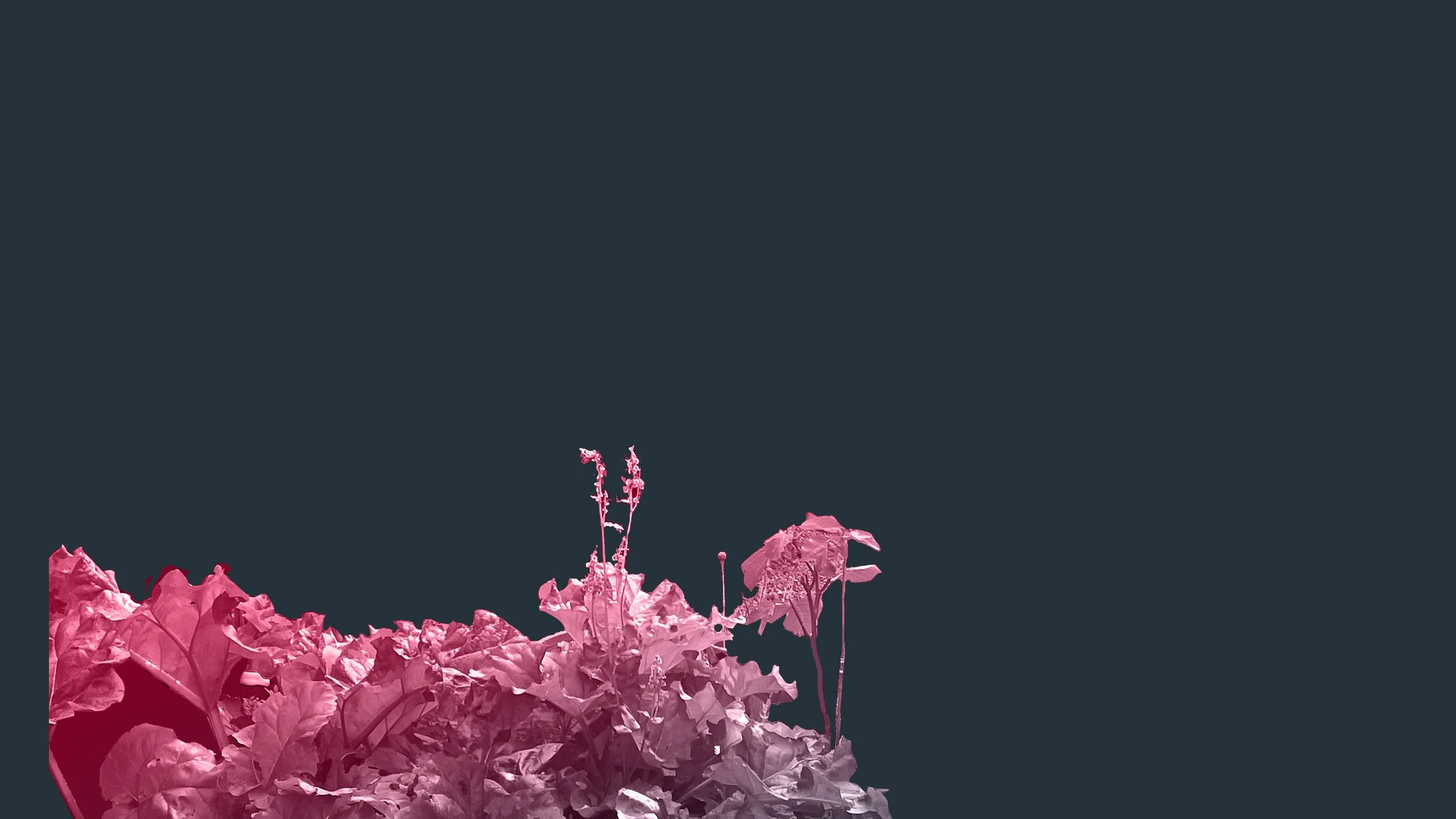 blomma WEB kopiera.jpg