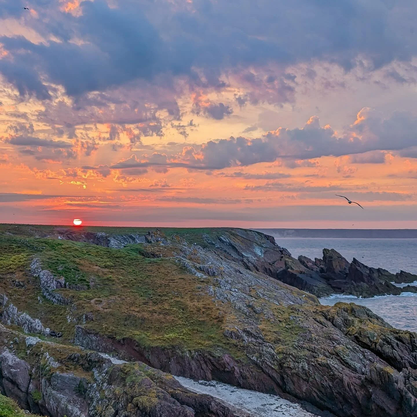 A beautiful sunset on Skokholm Island.
.
.
.
.
.
#wildlife #wildlifephotography #wildlifefilm #travel #nature #wildlifefilmmaking #conservation #natureconservation #womeninstem #womeninscience #womeninfilm #wildlifeconservation #conservationeducation
