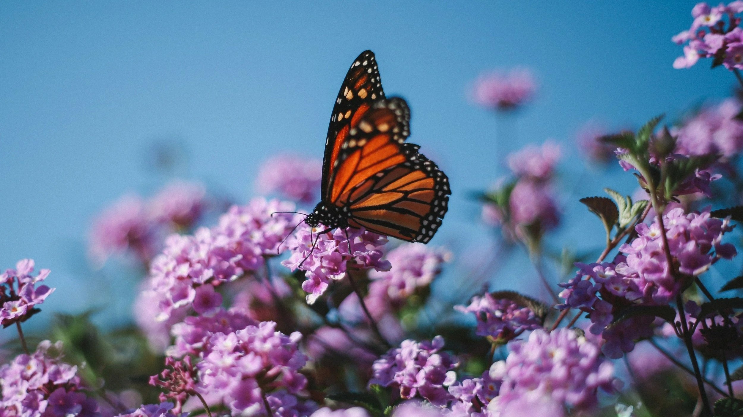 Monarch butterfly on purple flowers in central Ohio