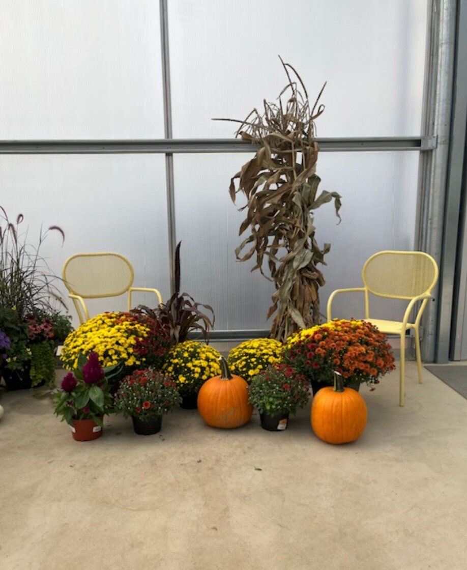 Its a beautiful day for MUM MANIA! Save up to 40% on fall porch bundles, pick your own pumpkins, and grab some tacos from Calibowlnia Food Truck !  We are open today from 10 - 5.