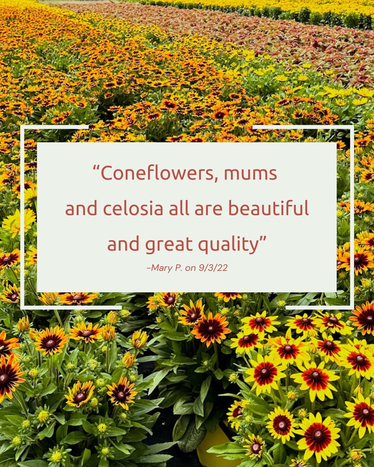 You heard it here first! 👏 👏 👏

Come see us this week to shop colorful mums, specialty items like celosia, asters, strawflowers, and zinnias, and some of our early pumpkin crop!