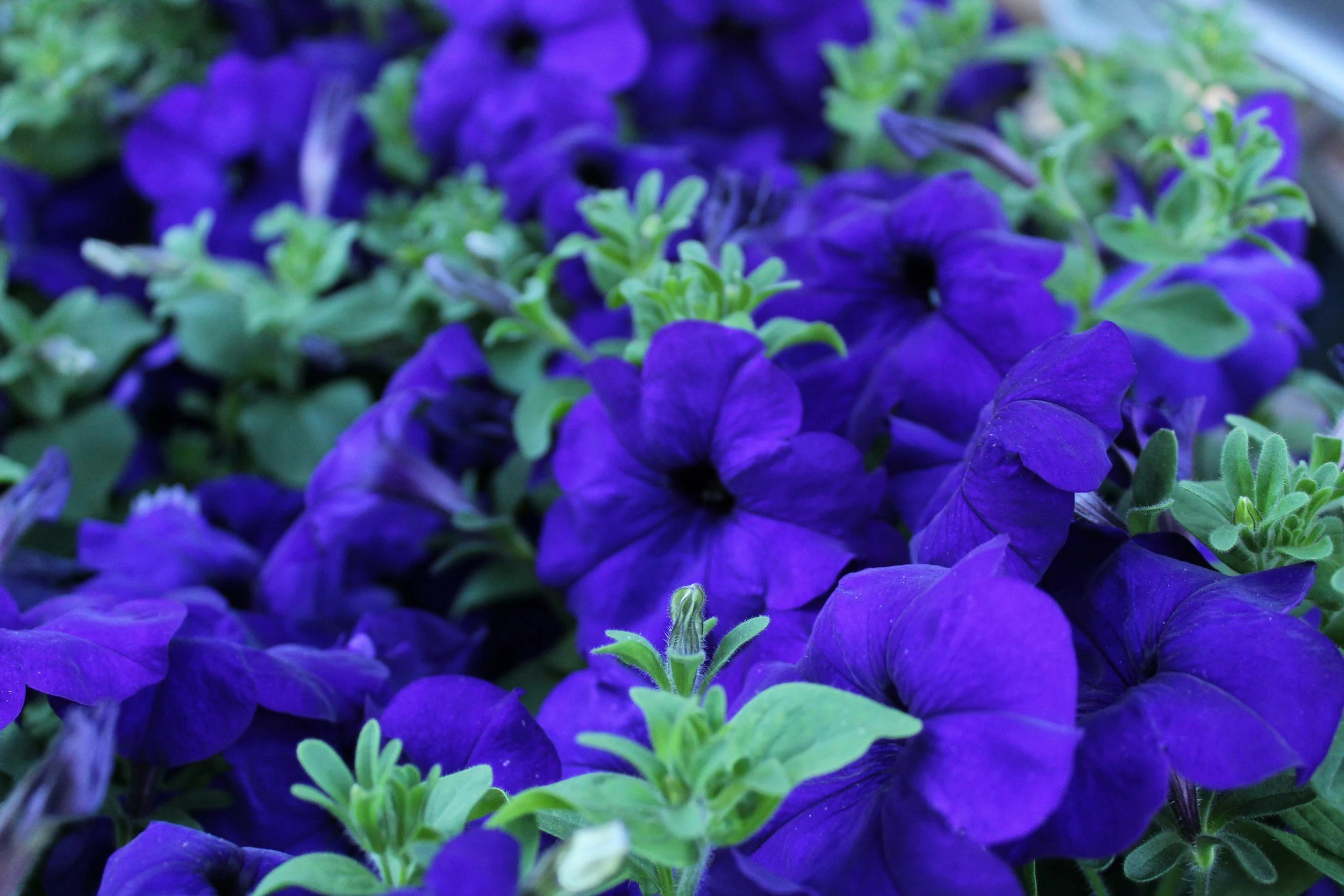 Dark blue and dark purple flowers that are petunias, which are great cold tolerant flowers to plant during early spring in Ohio.