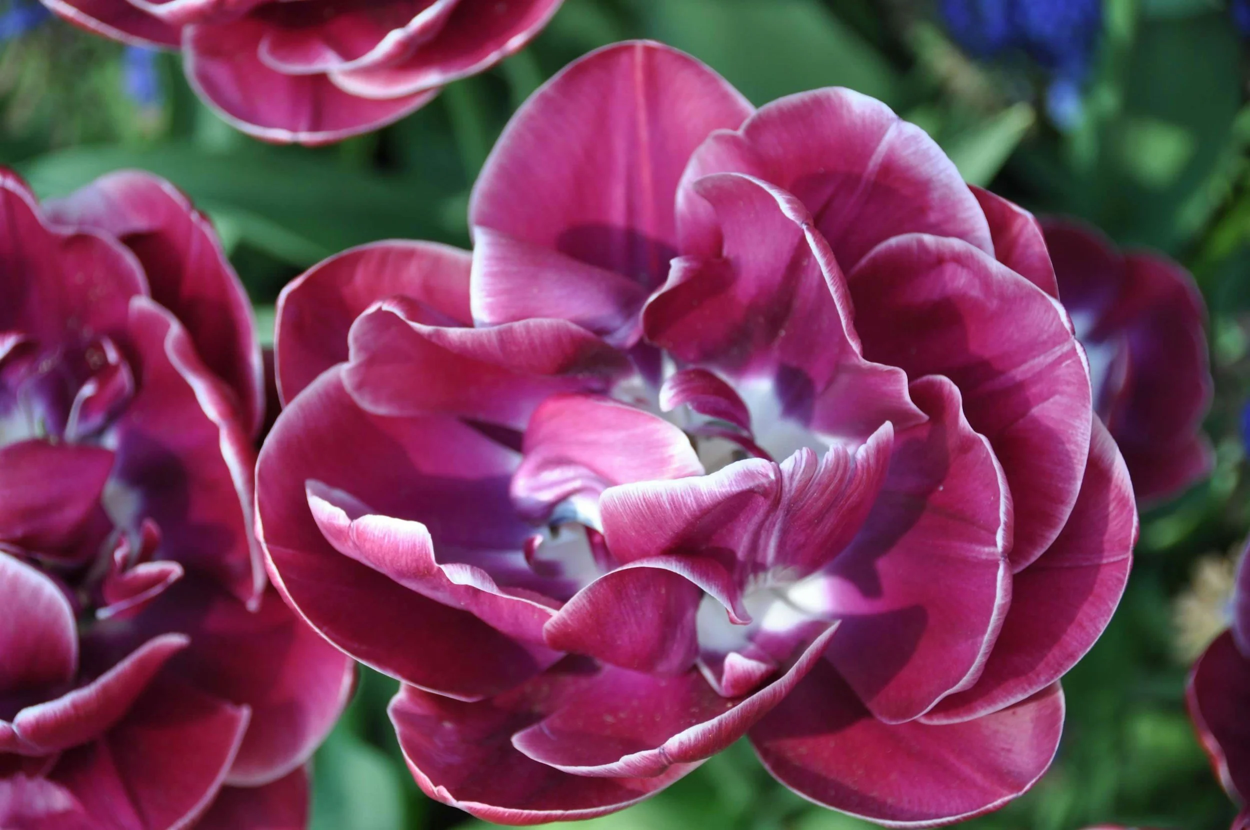 A purple and white flower that is a double tulip and looks like a peony flower