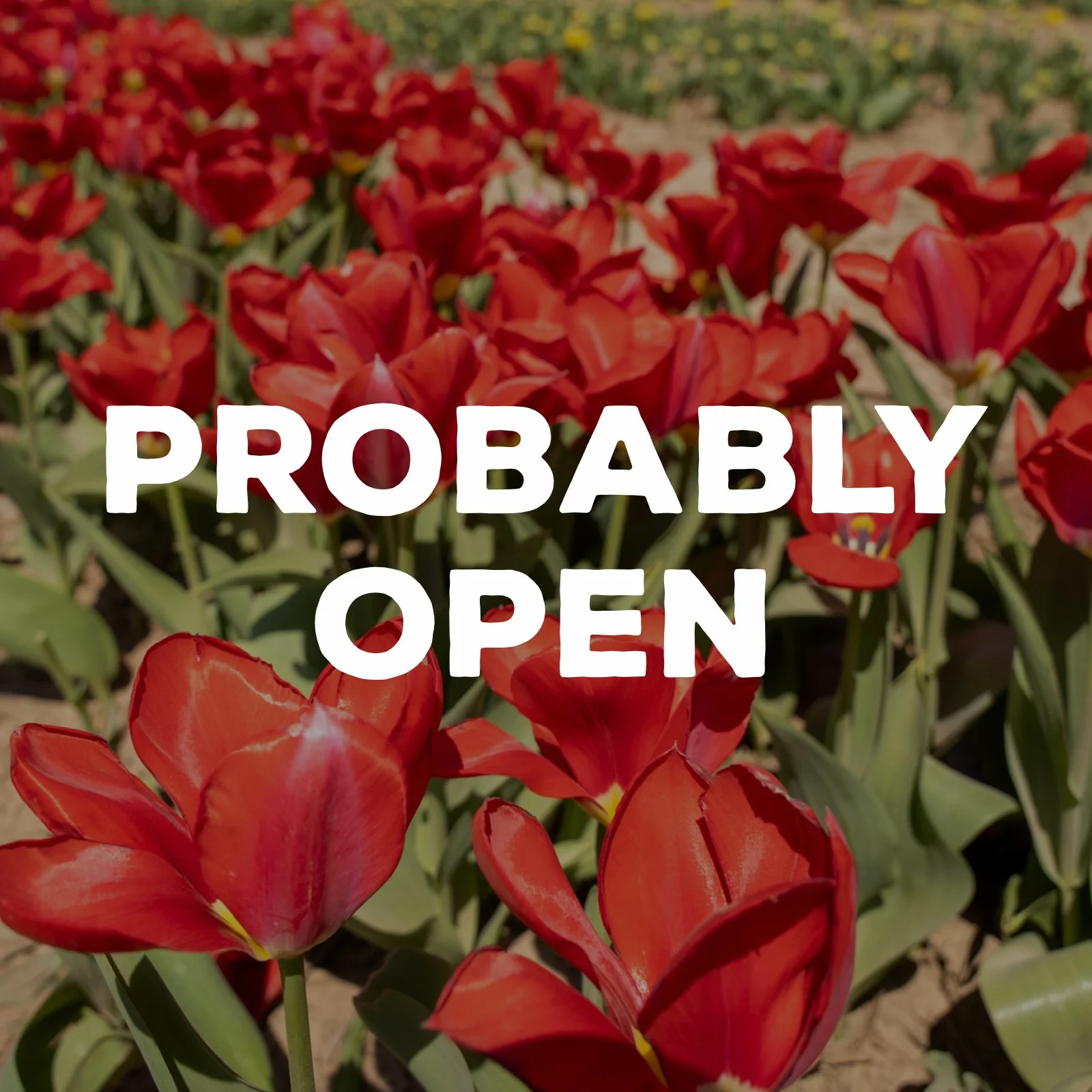 Tulip Fest – Probably Open