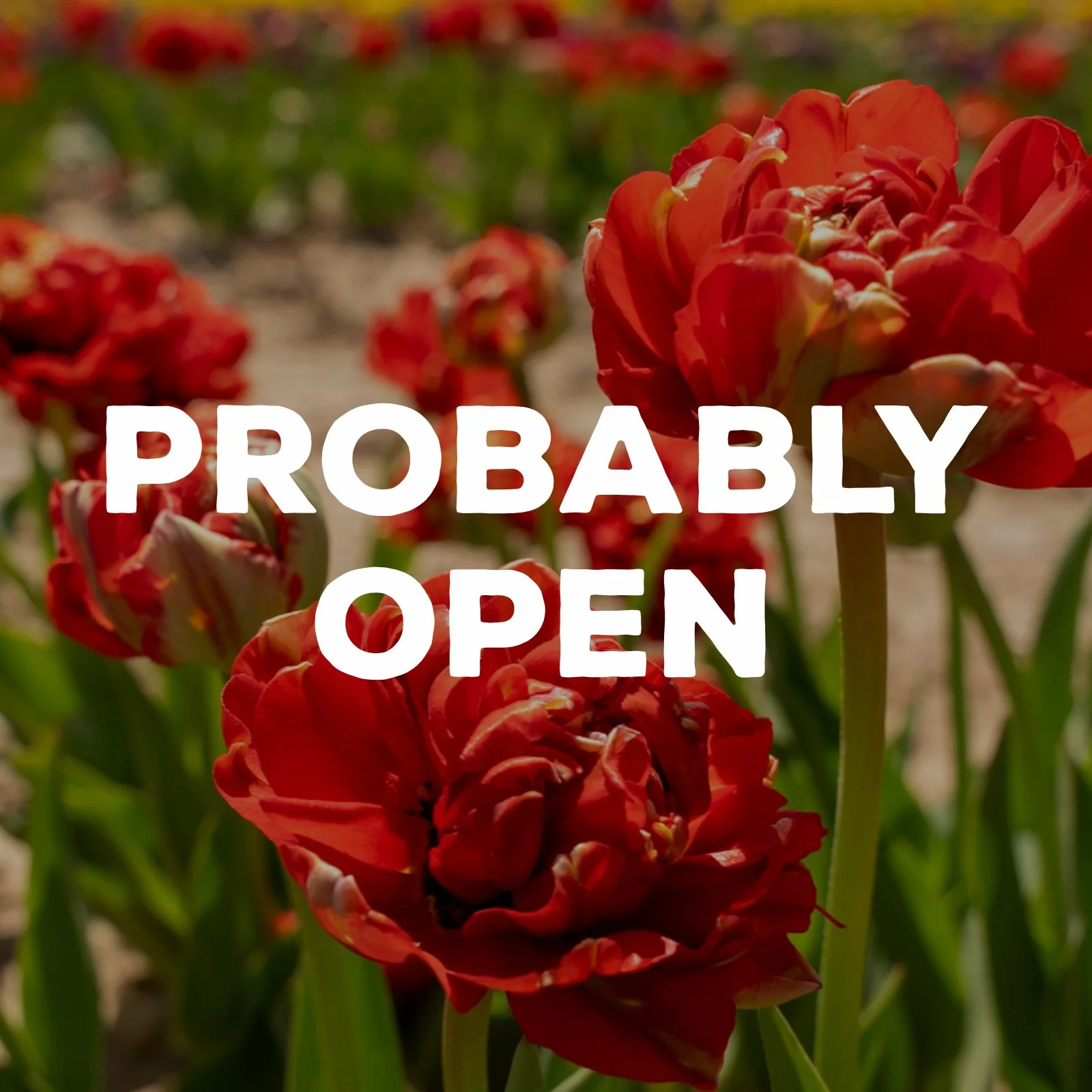 Tulip Fest – Probably Open