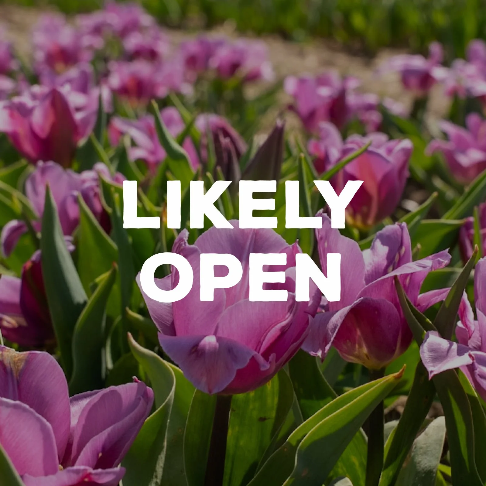 Tulip Fest – Likely Open