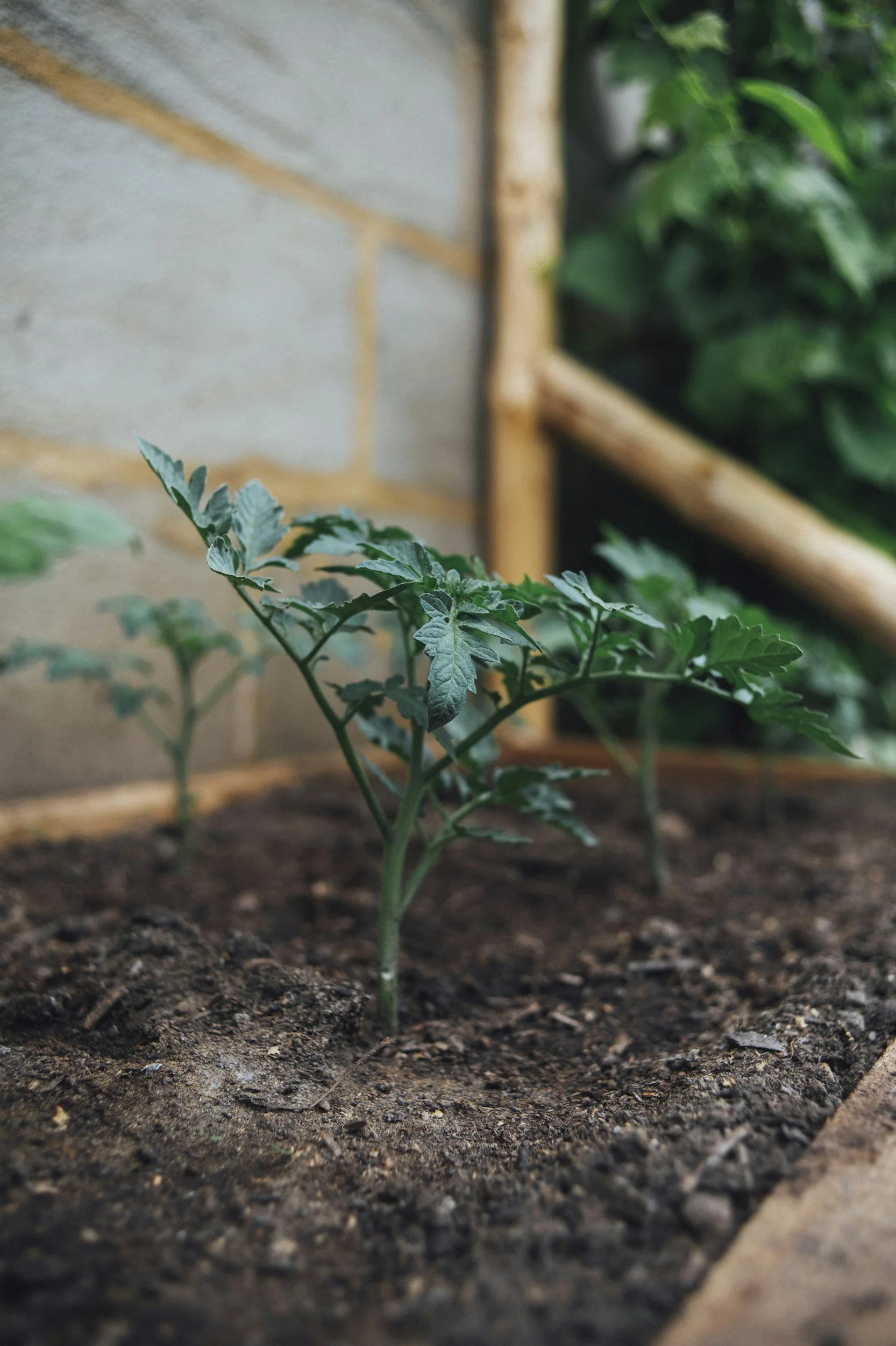 A healthy tomato plant, which you can find at Timbuk Farms in Ohio