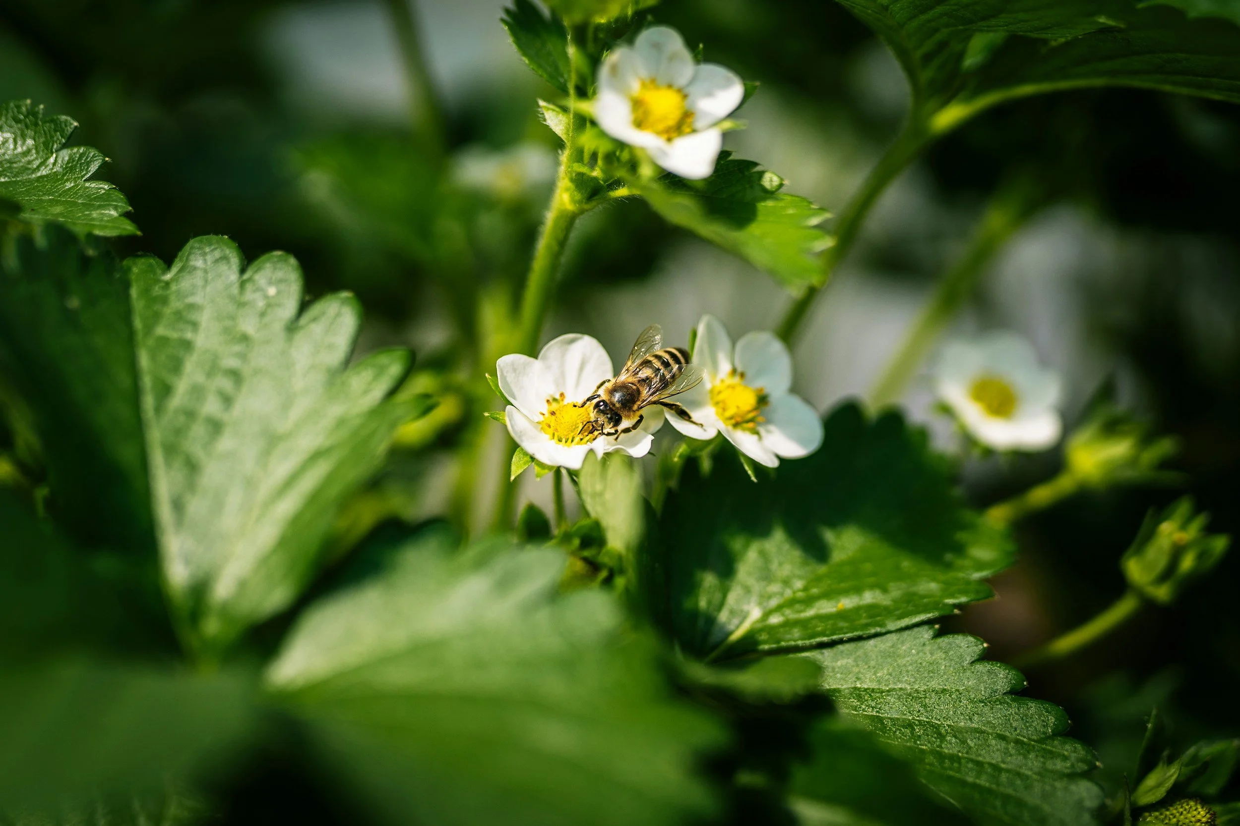 Bee on a strawberry flower in an Ohio garden