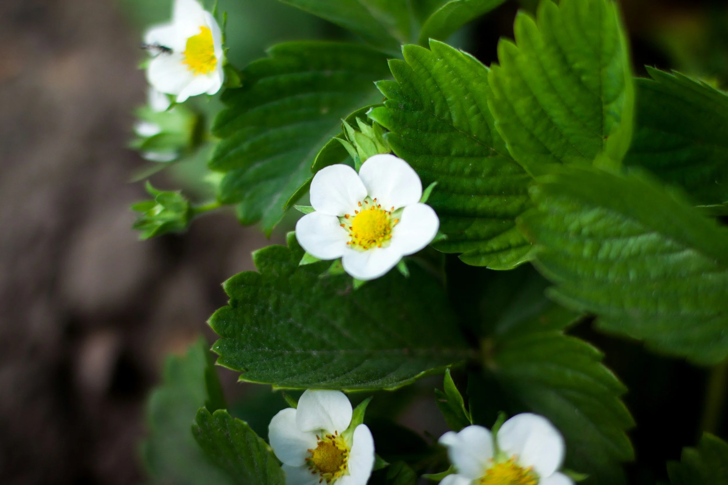 The first flowers of a strawberry plant that you should prune to encourage bigger and more prolific harvests.