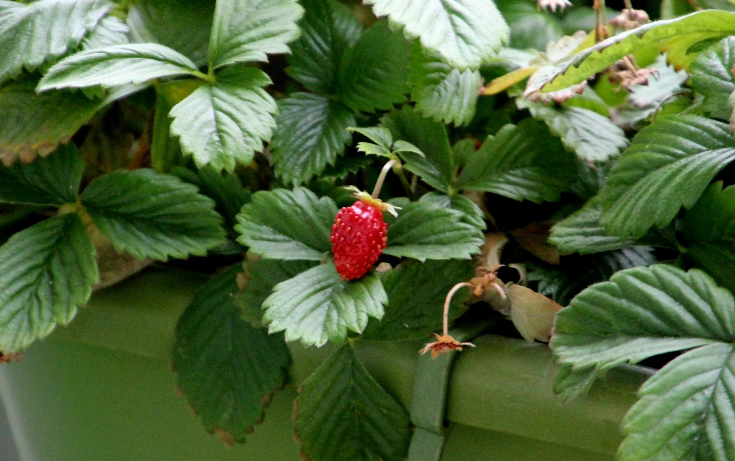 A homegrown strawberry in a container at an Ohio garden