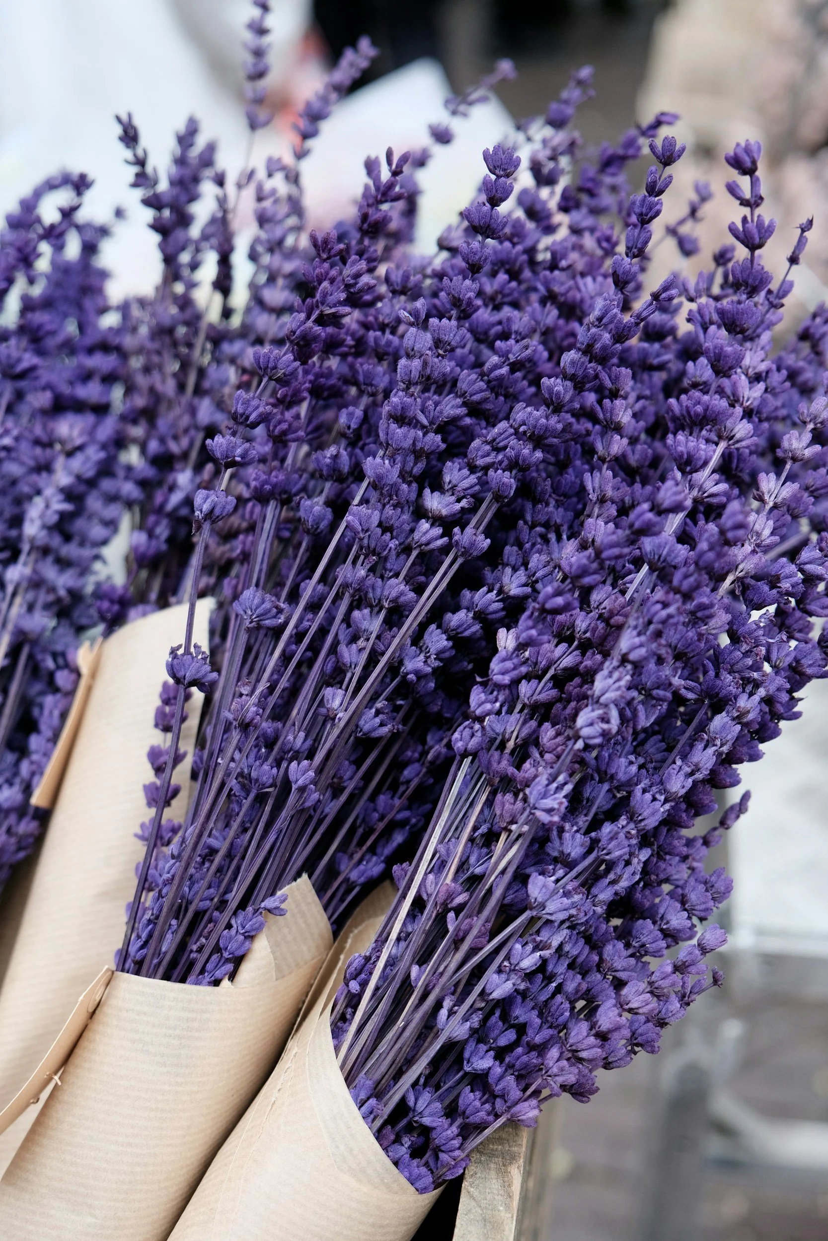 Purple flowers from a lavender plant from an Ohio garden center