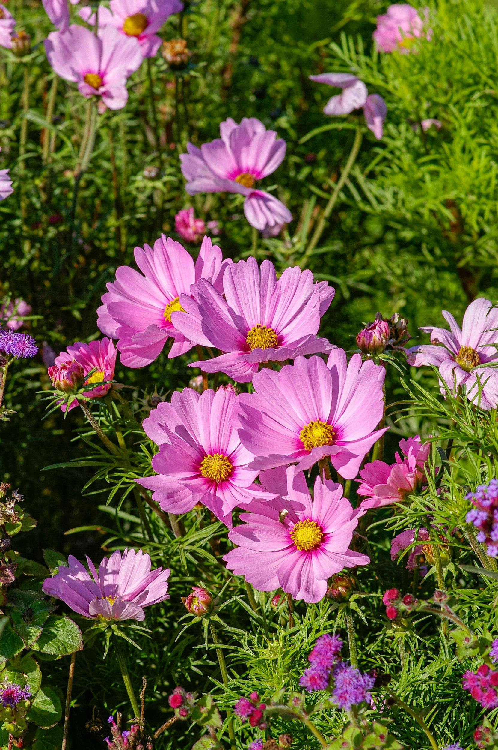 The Art of Flowers