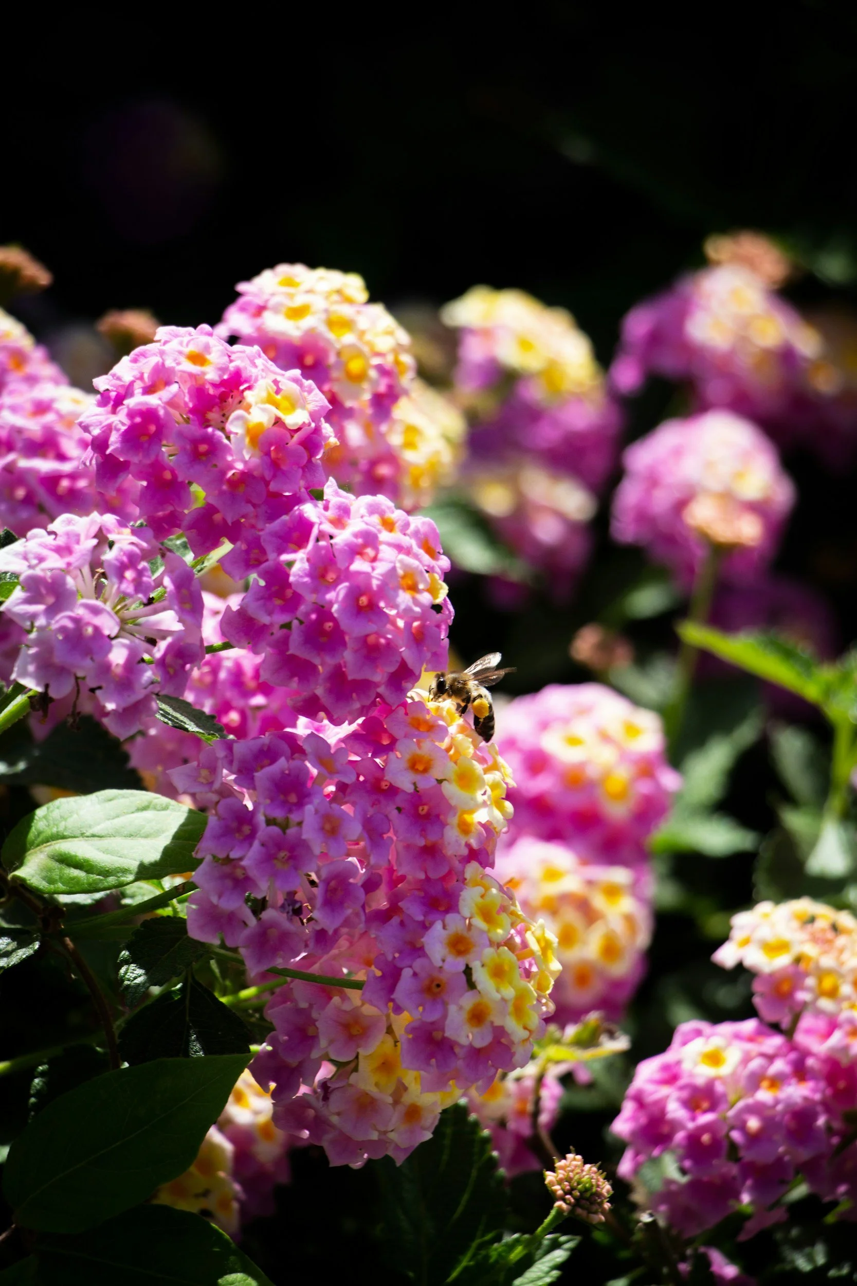 Bee on pink flowers from a lantana plant from an Ohio garden center