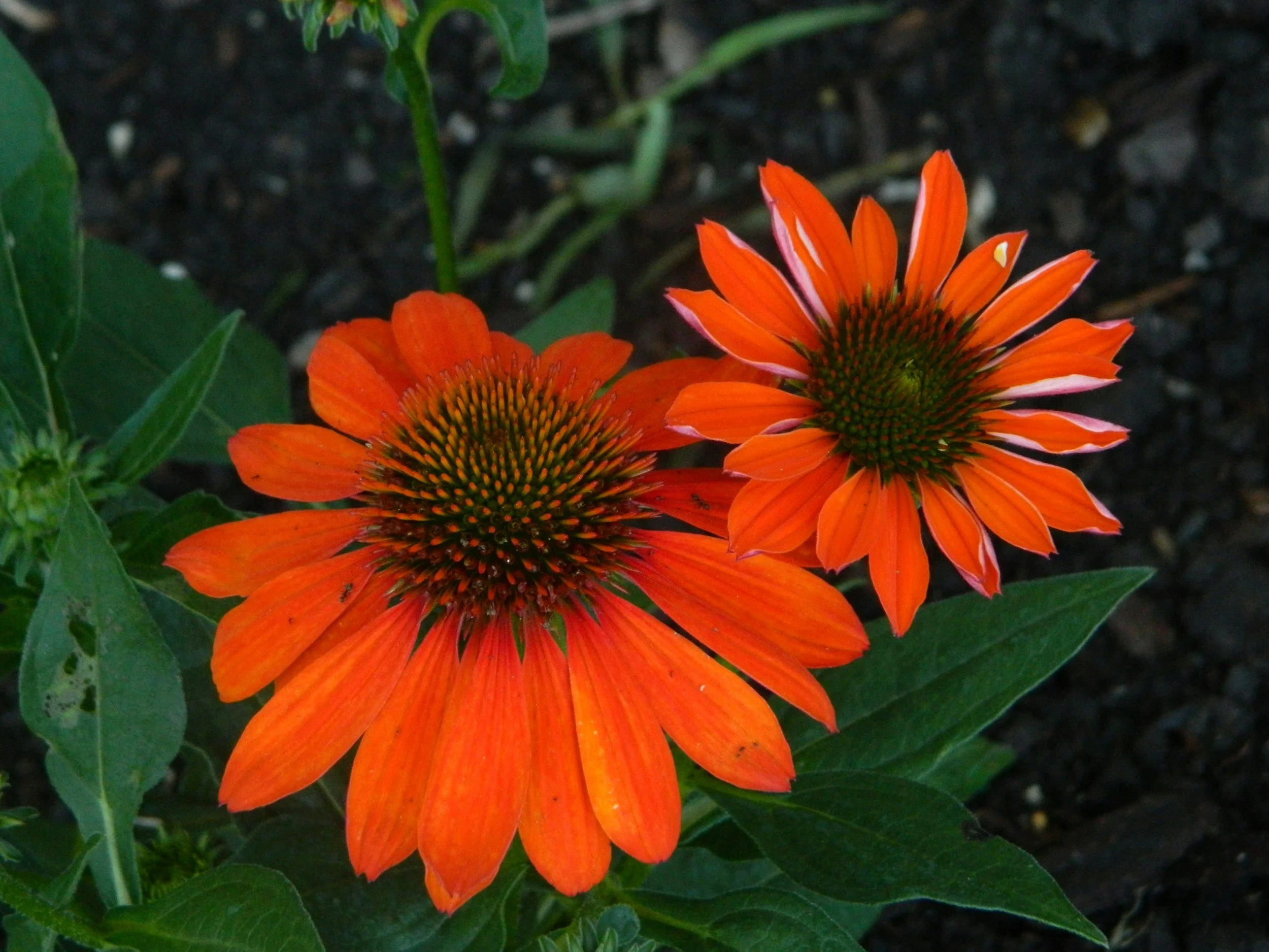 Red flower from a coneflower plant from a central Ohio garden center