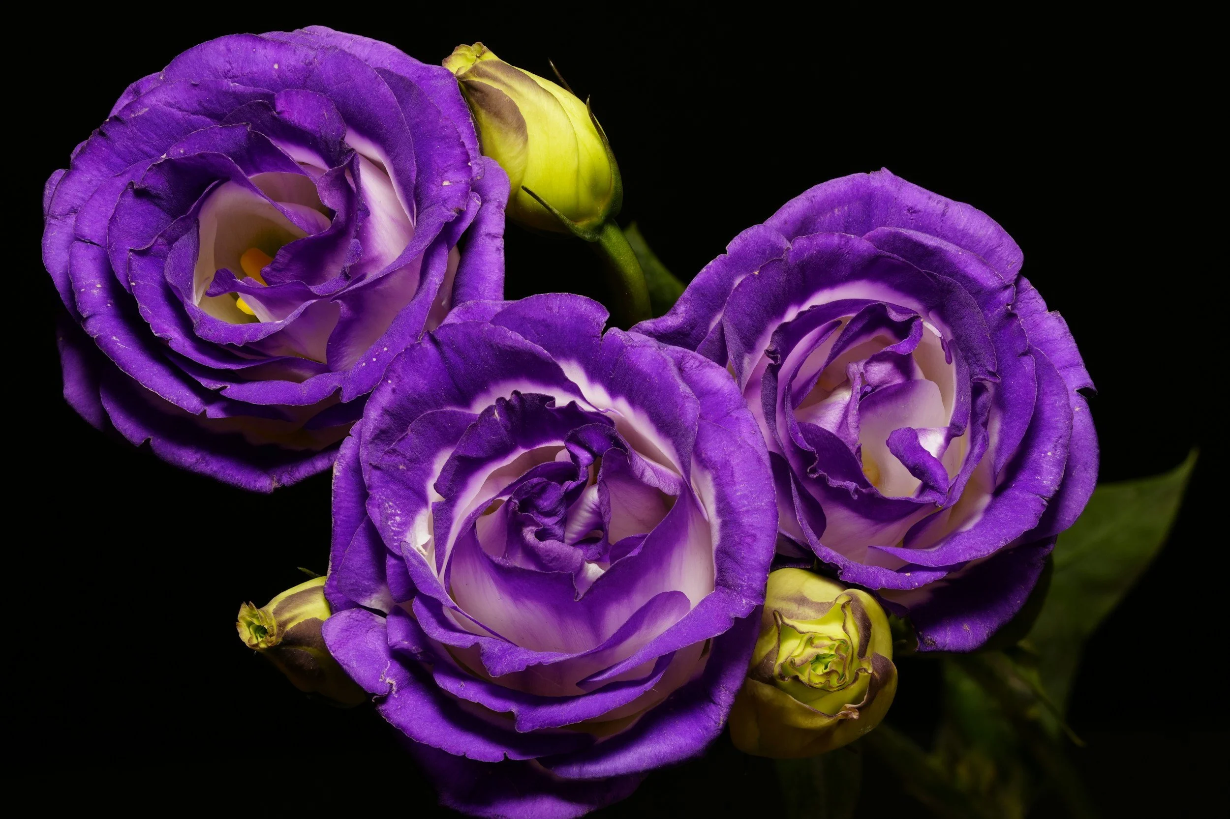 Purple lisianthus flowers that are unique and can be grown in central Ohio or bought from Ohio garden center, Timbuk Farms