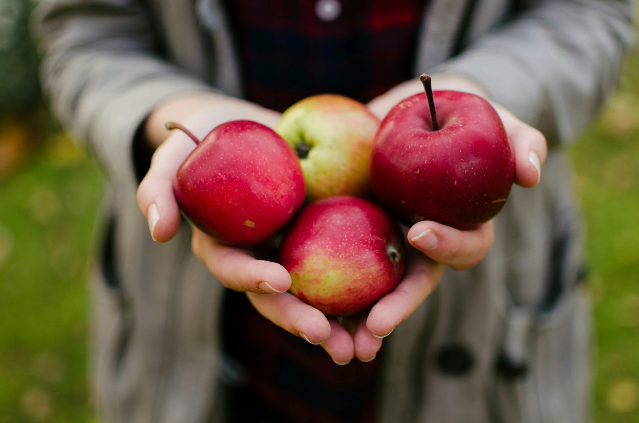 Red apples from a U-pick apple farm in Ohio