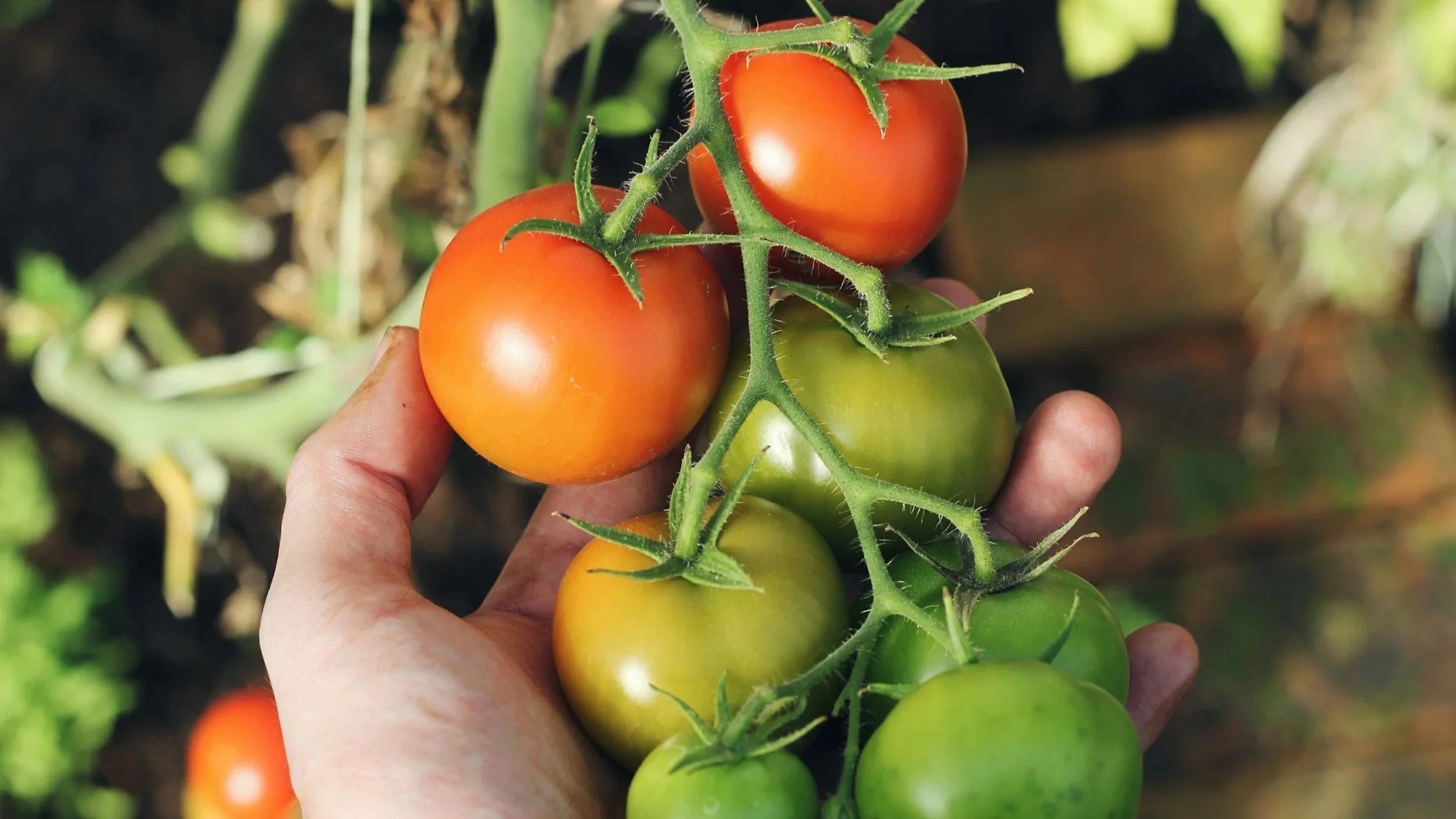 Beautiful, ripening tomatoes that are yummy to eat and fun to grow in your garden in Ohio