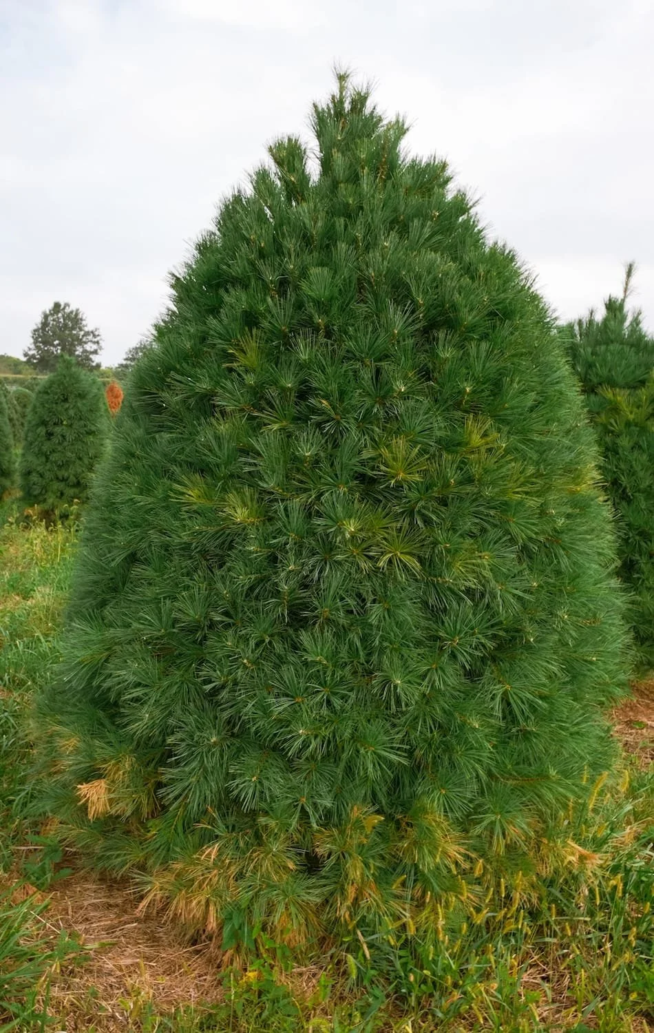 white-pine.JPG