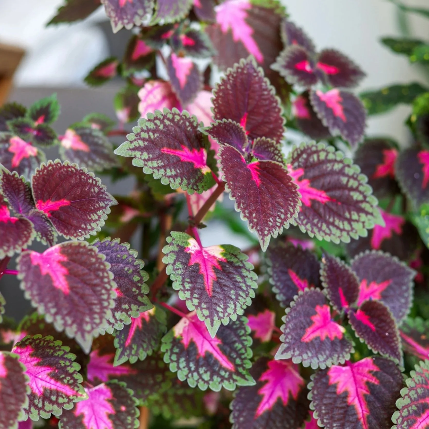 interesting foliage from coleus in an Ohio garden
