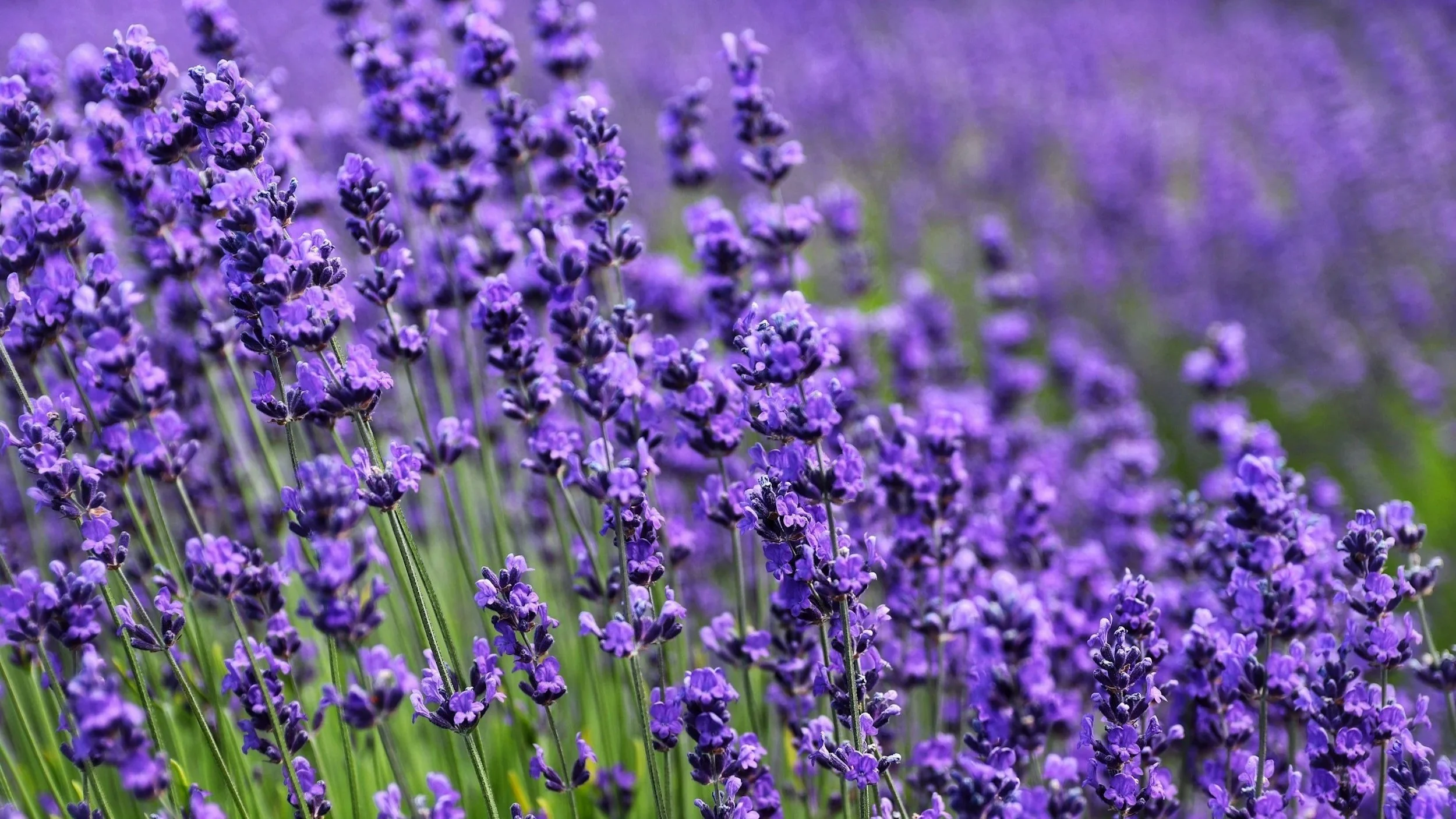 Purple flowers from lavender plants in a central Ohio garden