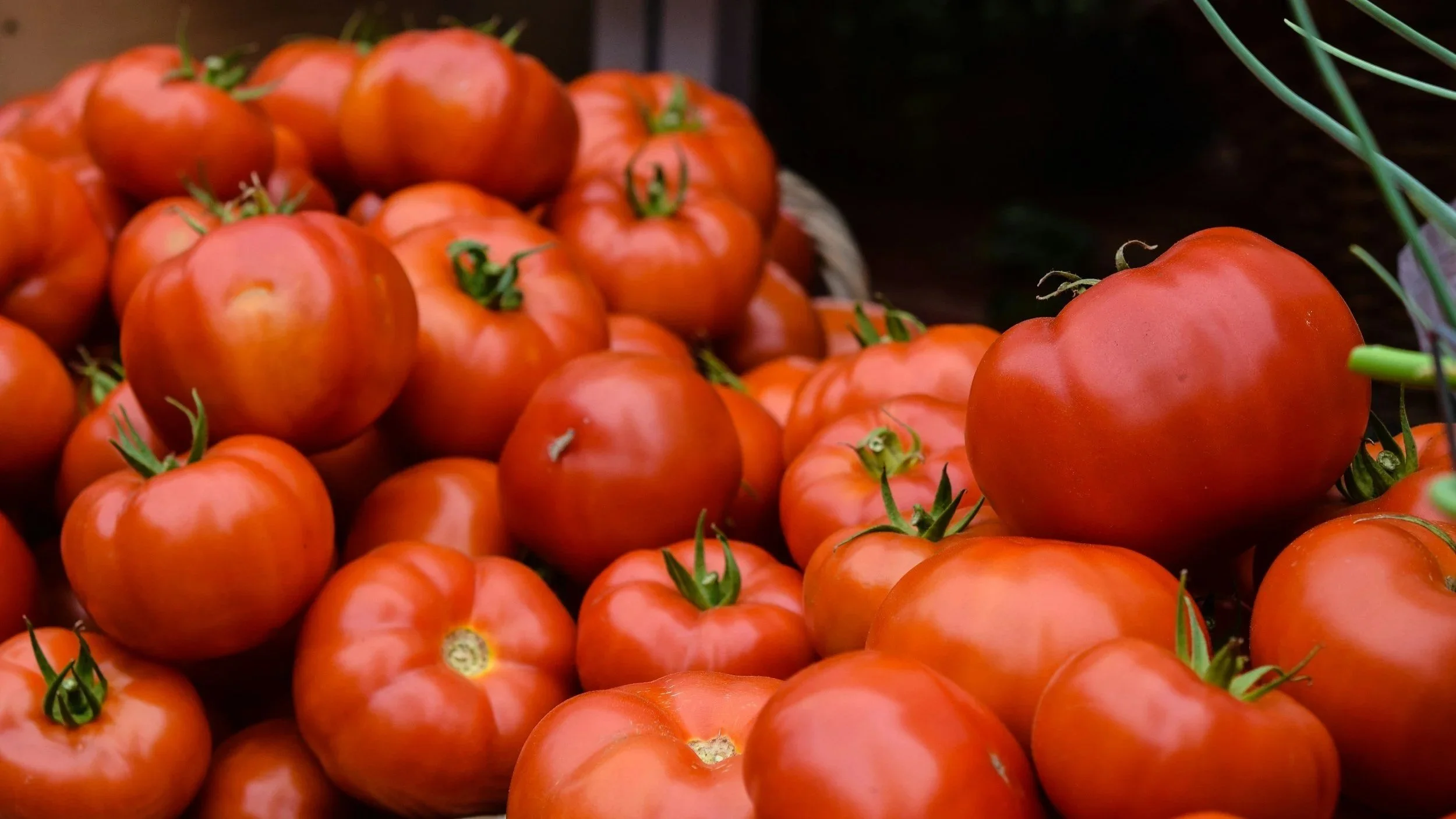 Red tomato harvest from plants bought at Ohio garden center Timbuk Farms