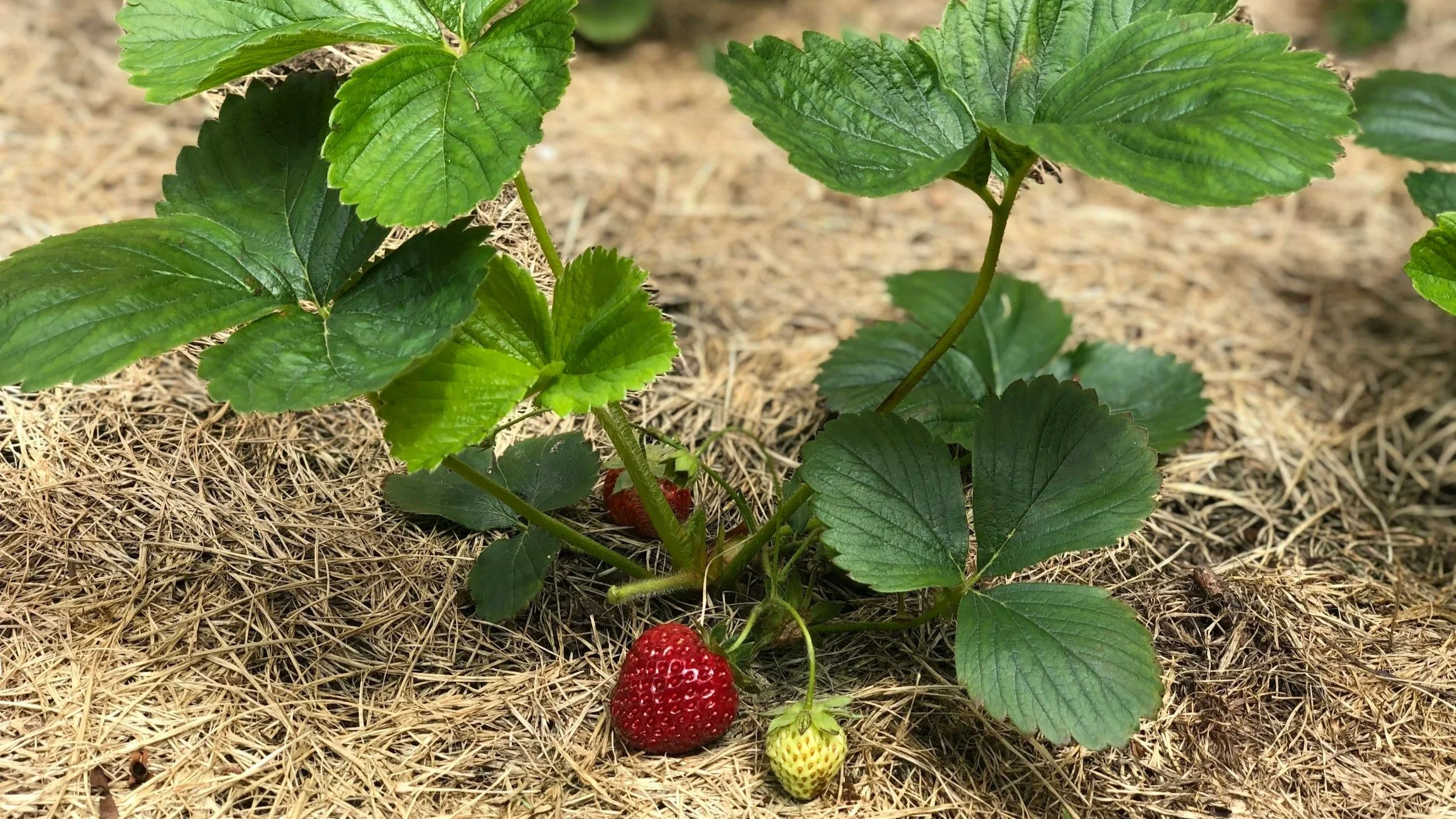 Strawberries in an Ohio garden in a raised bed with mulch to protect the plants