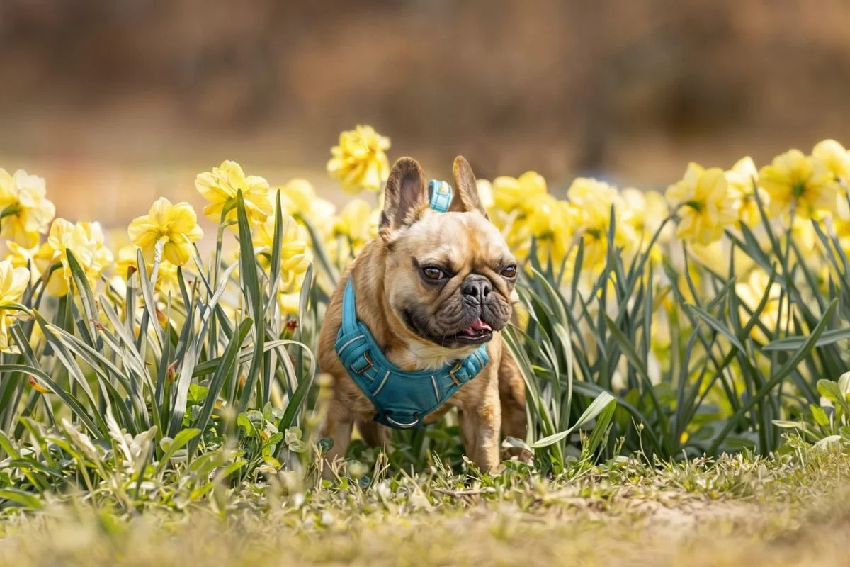 An adorable dog in a field of daffodils during spring at Timbuk Farms