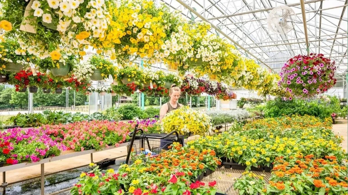 Thousands of flowers at a garden center in Ohio at Timbuk Farms