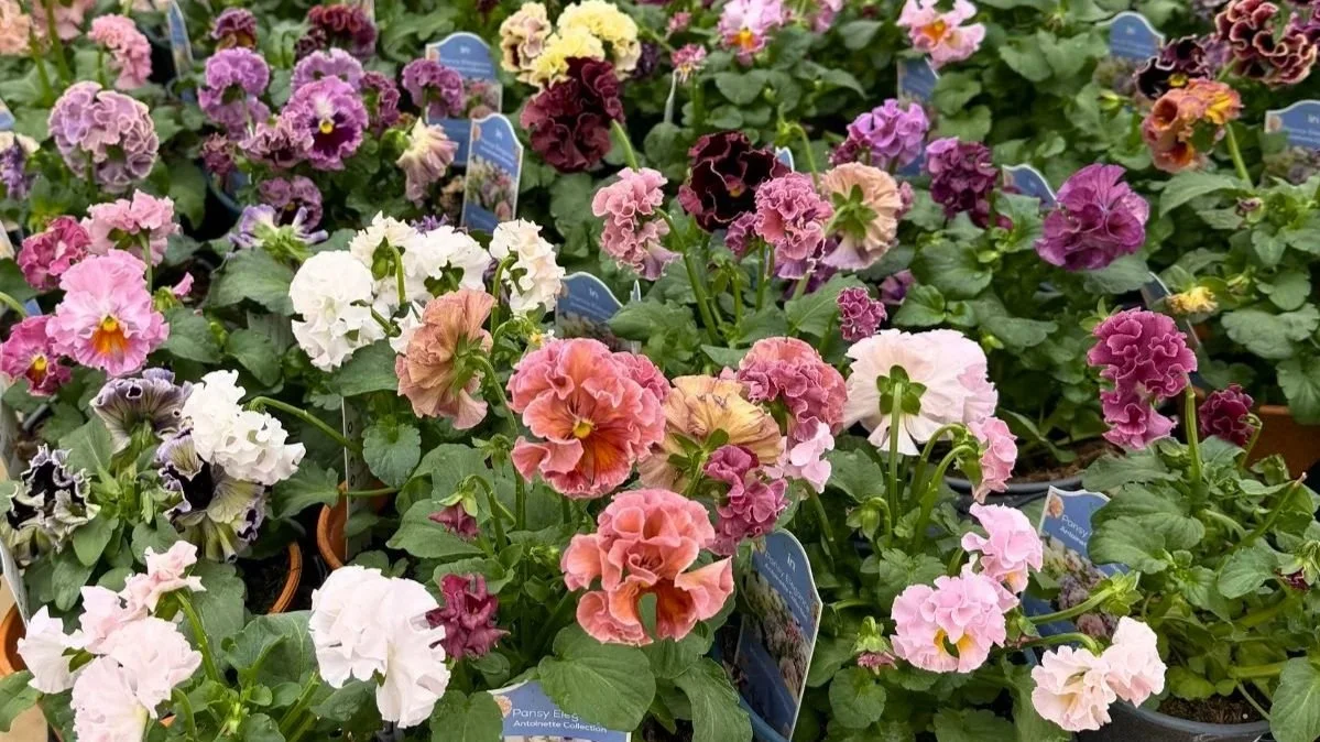 Purple flowers and pink flowers and white flowers that are double ruffled pansies in a central Ohio garden center