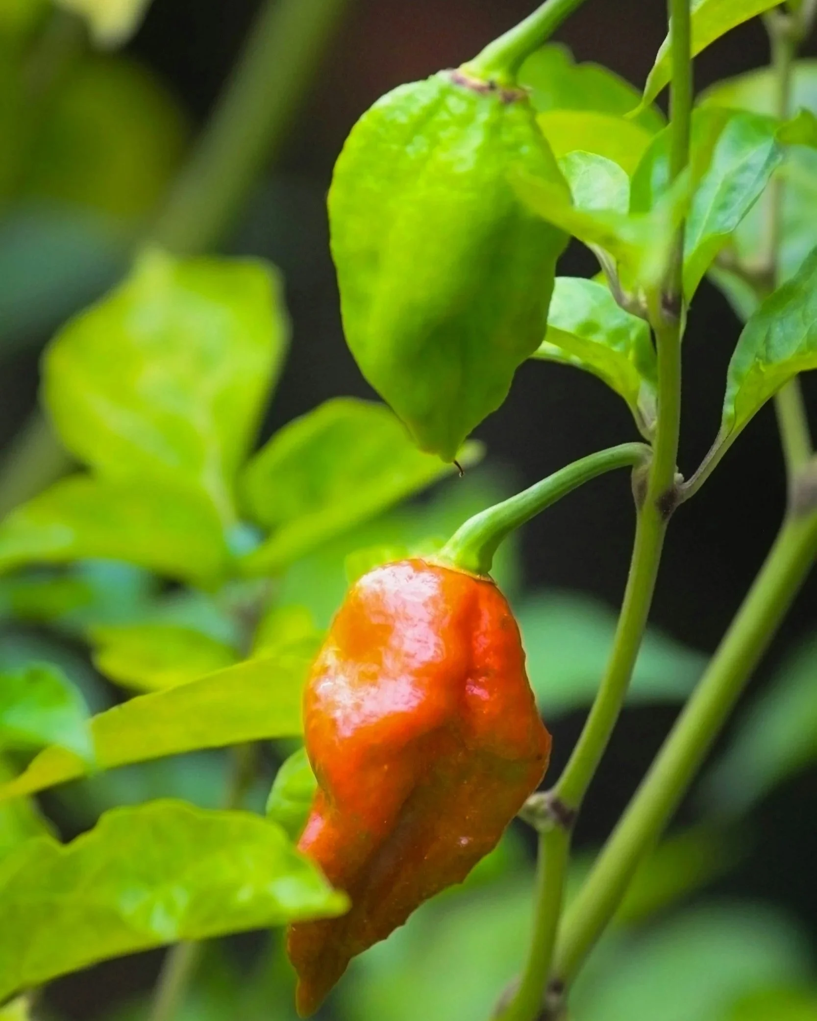 Ghost peppers growing on a pepper plant from a central Ohio garden center.