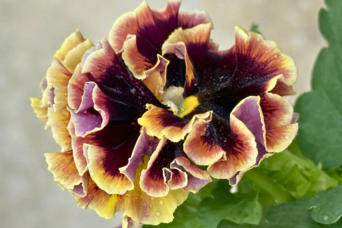 Yellow and maroon double ruffled pansy from Timbuk Farm's garden center in Ohio