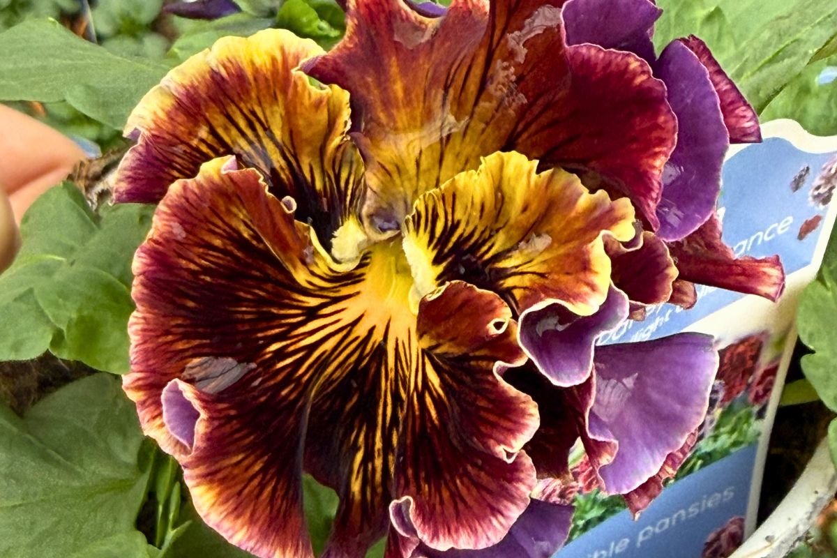 Maroon and yellow double ruffled pansy from a garden center near Columbus, Ohio