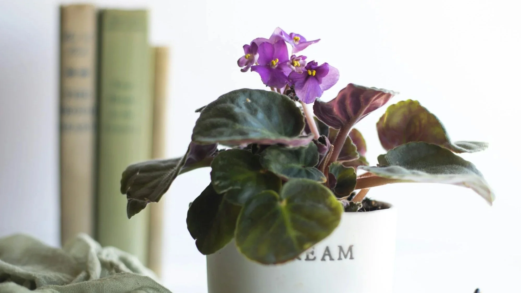 6 Best Houseplants for Ohio Homes