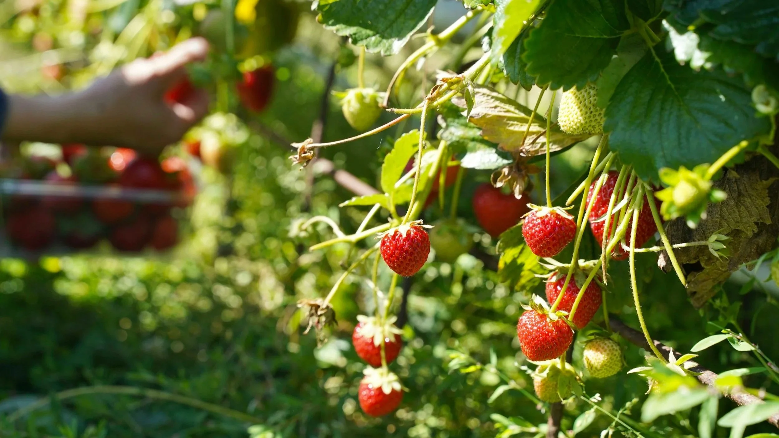 An Ohio gardener picking homegrown strawberries from an Ohio garden.