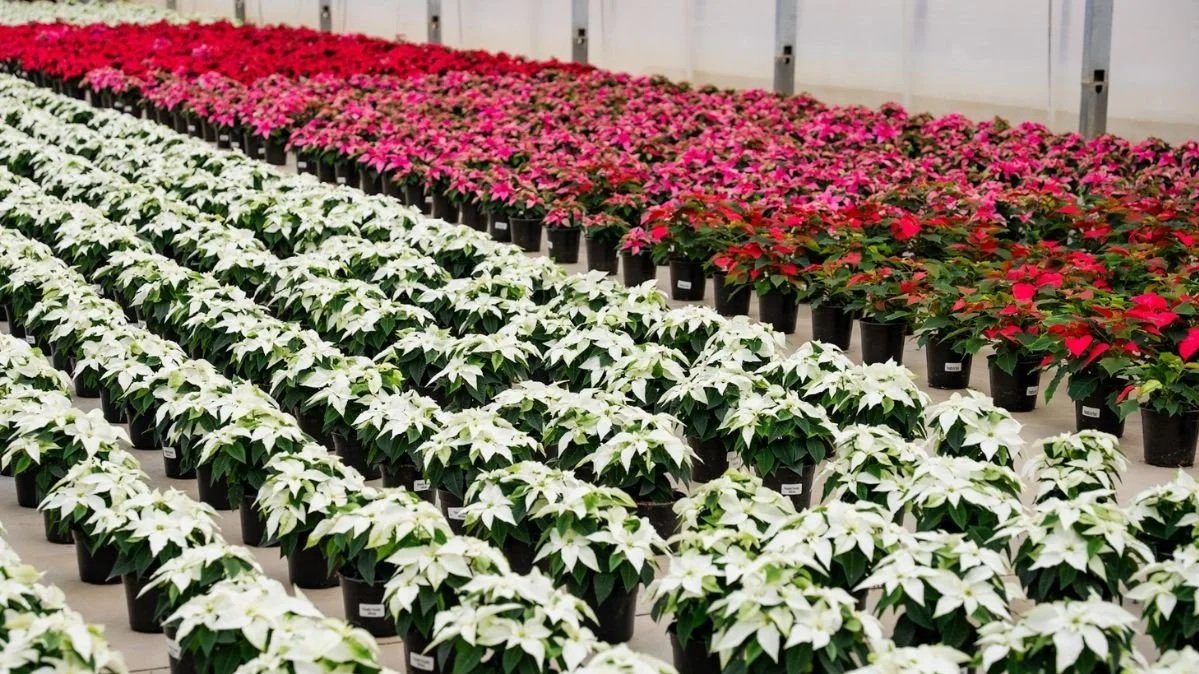 Local Ohio Gift Guide for Christmas