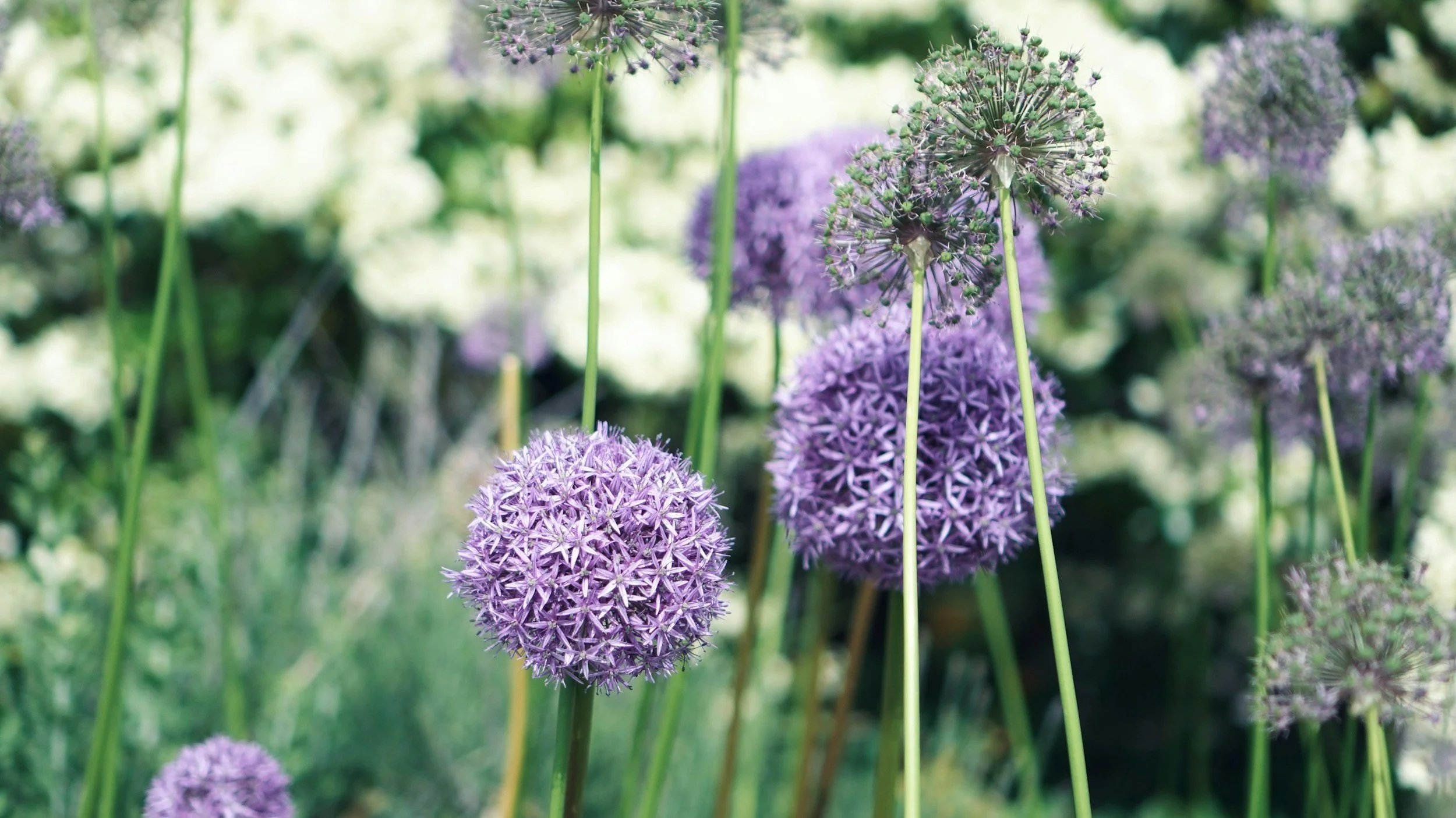 Purple flowers from an ornamental onion plant in Ohio