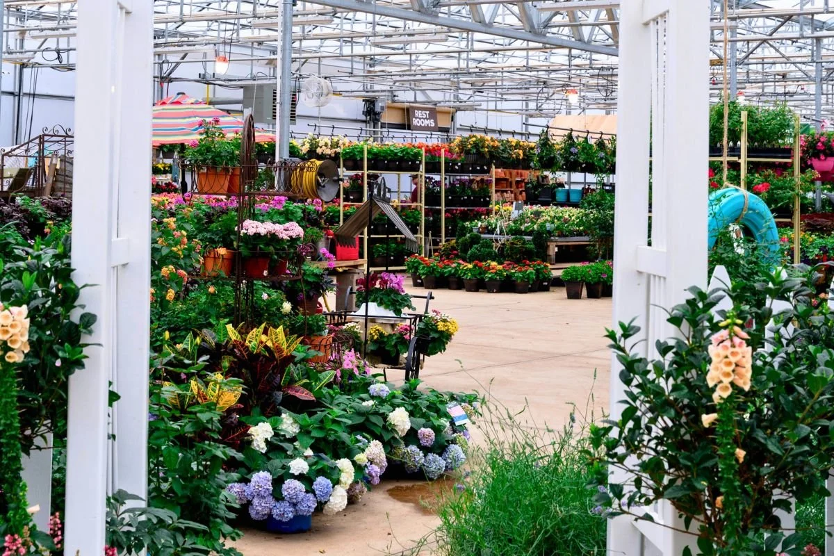 healthy plants in an Ohio garden center