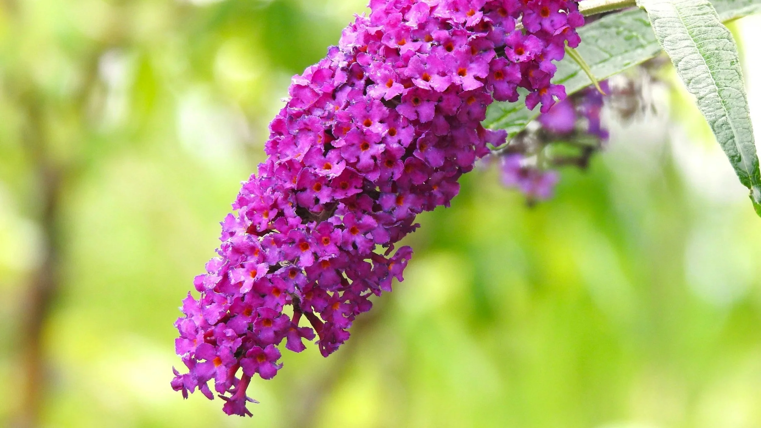 Purple flowers from a butterfly bush in Ohio