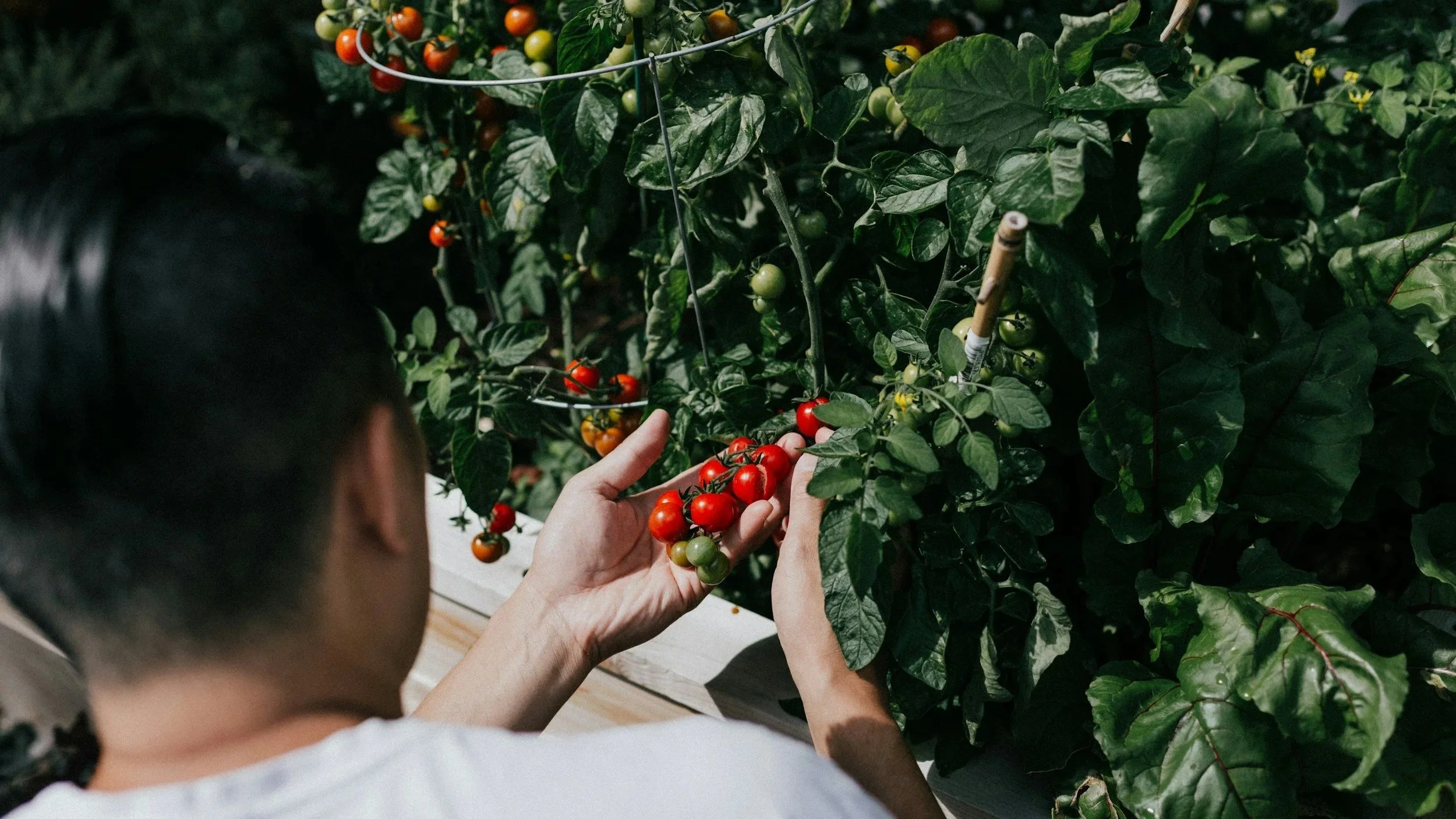 Cherry tomatoes from a tomato plant in a central Ohio garden
