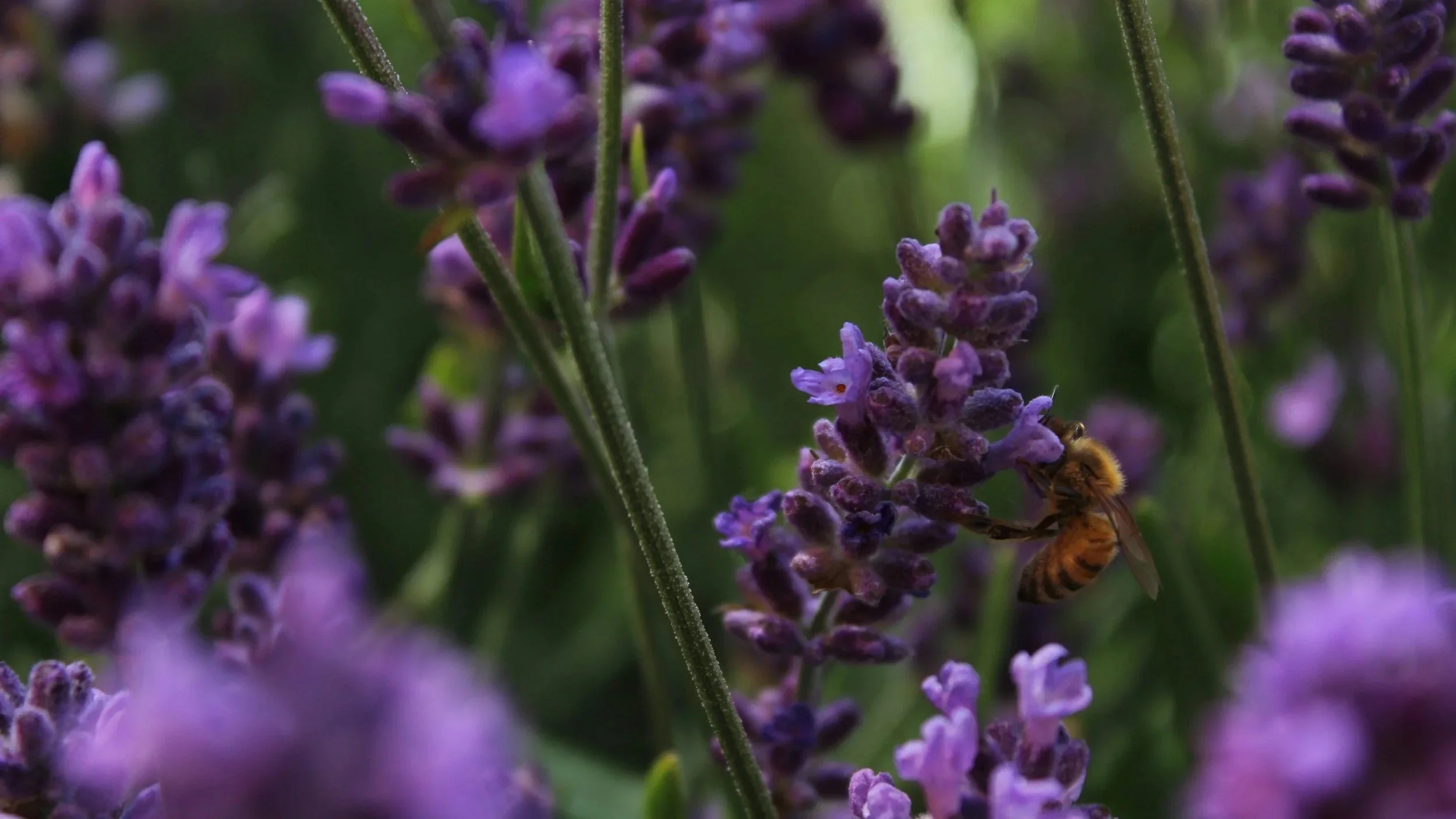 Local pollinator honeybee drinking from a lavender flower in an Ohio garden