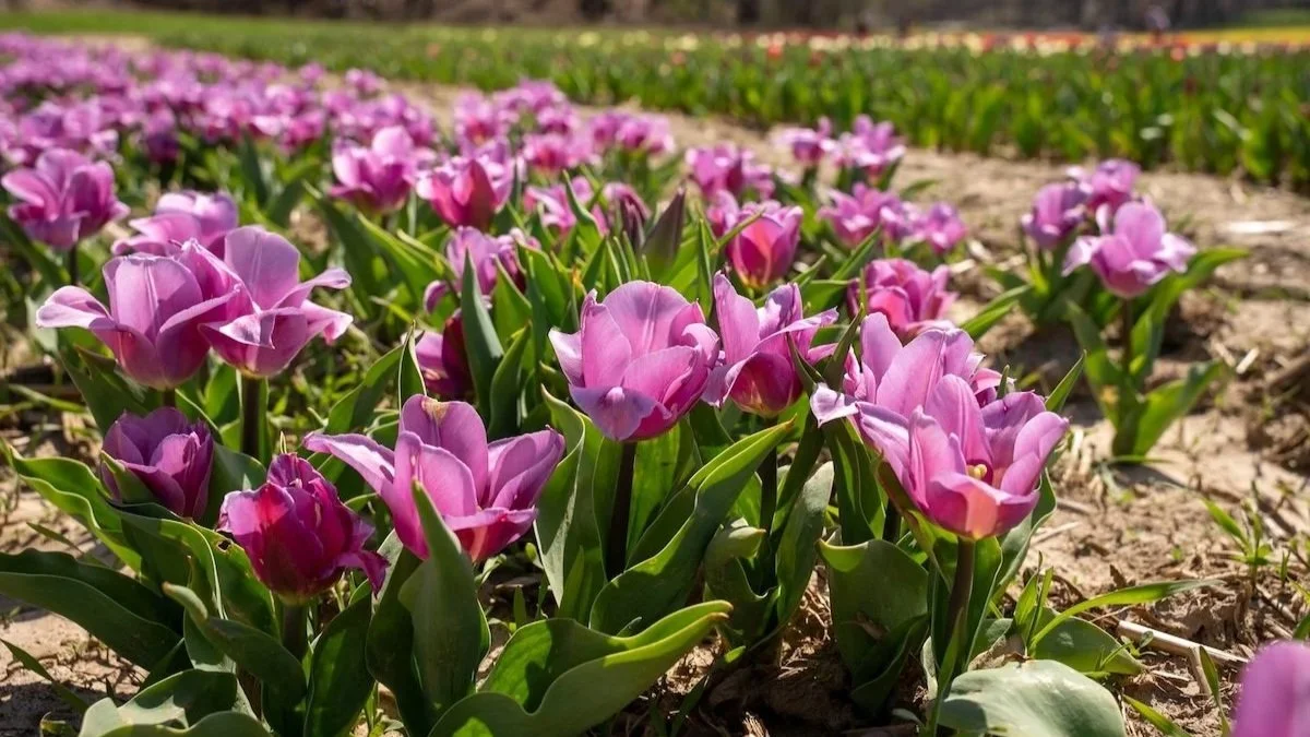 8 Fun Facts About Tulips: Why We Love These Spring Flowers