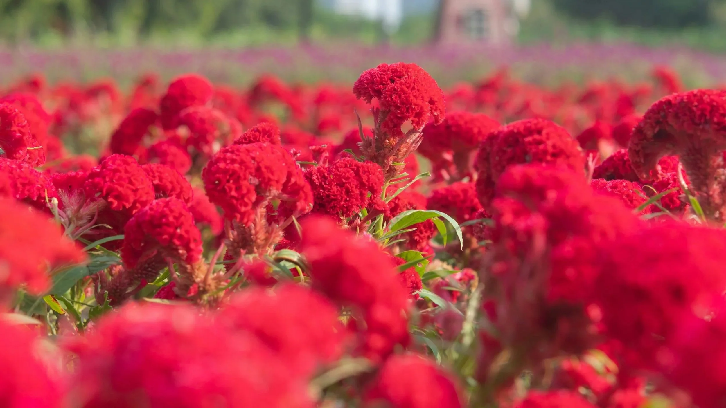 Pink celosia flowers that you can find at the Ohio flower festival at Timbuk Farms