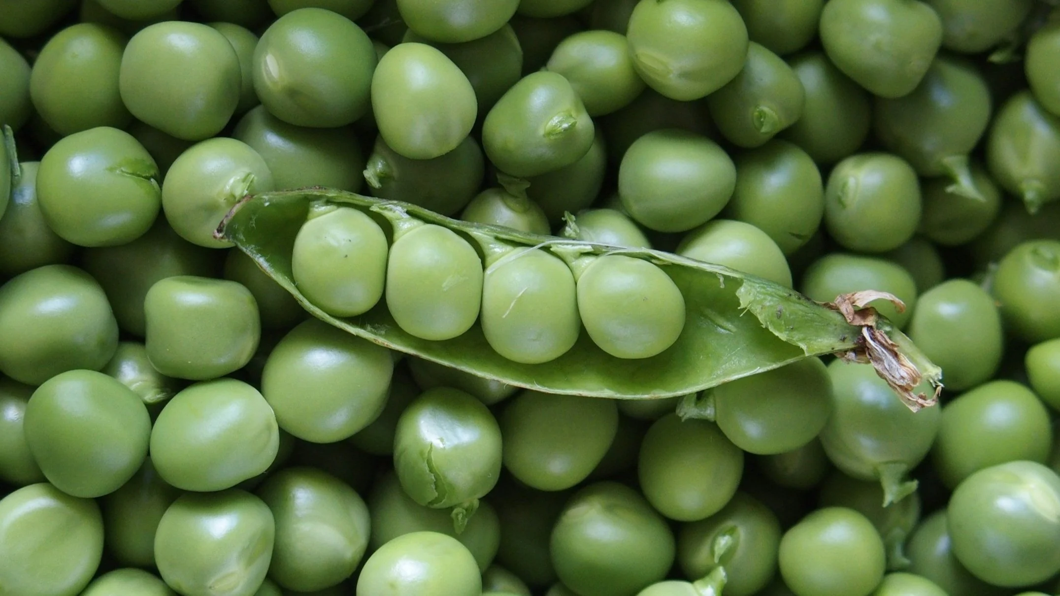 A picture of green peas, which are cold-season vegetables.