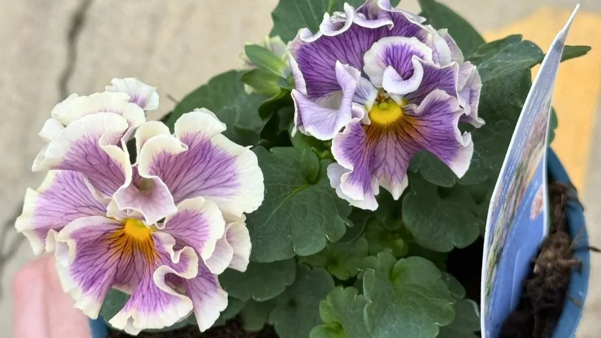 Rare purple and white flowers from a garden center in Ohio called Timbuk Farms