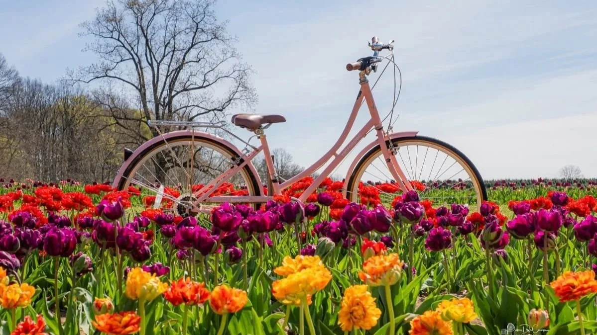 A pink bicycle in a field of tulips at the Tulip Festival in Ohio at Timbuk Farms