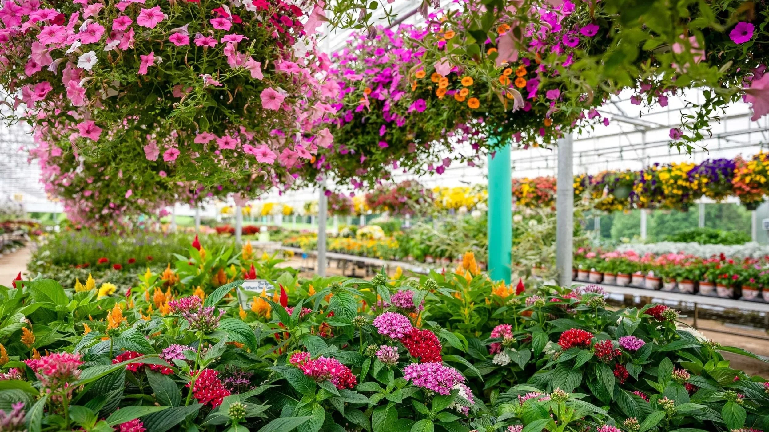 Pink flowers and healthy plants in an Ohio garden center at Timbuk Farms