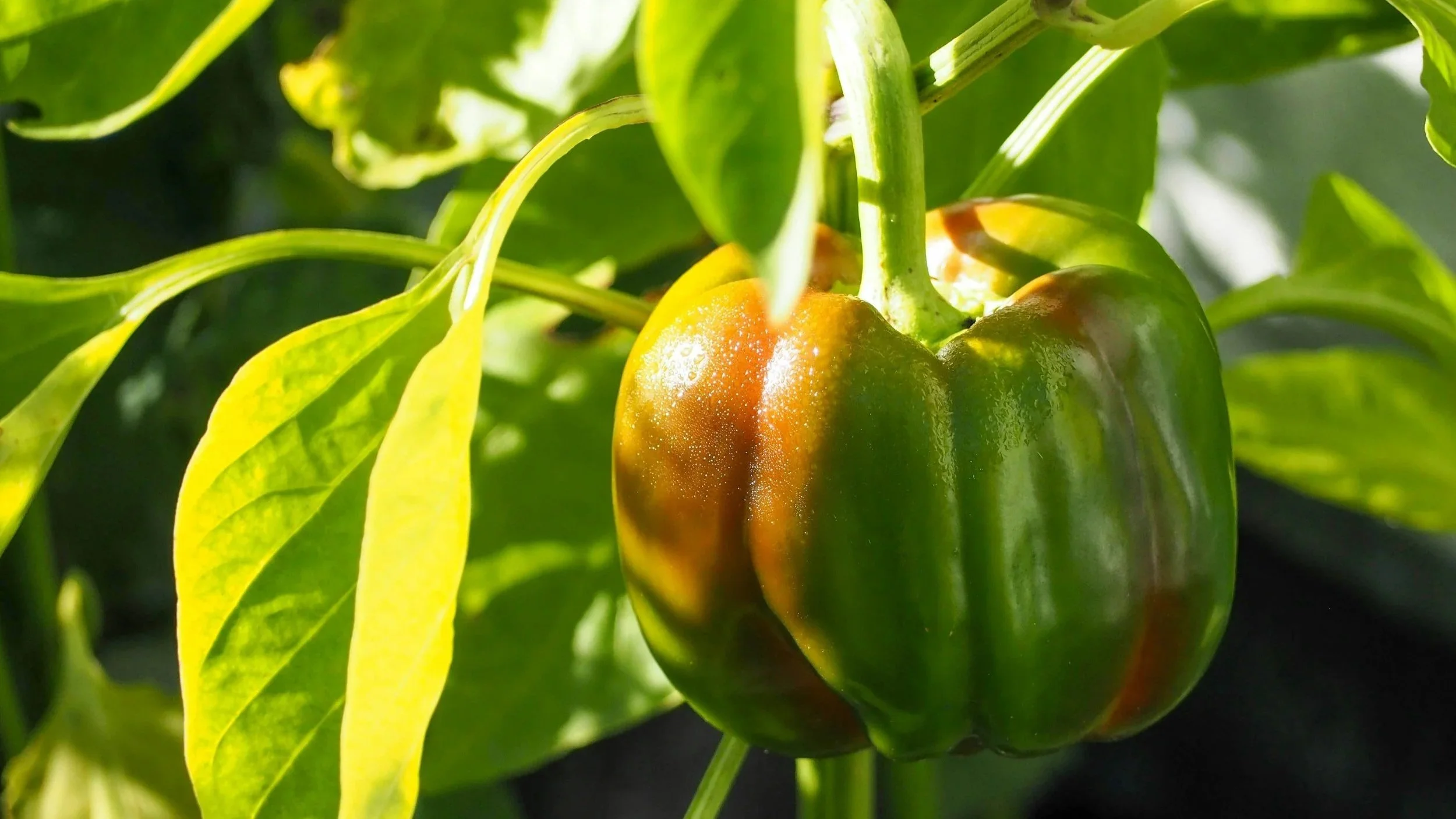 A California Wonder pepper growing in an Ohio garden.