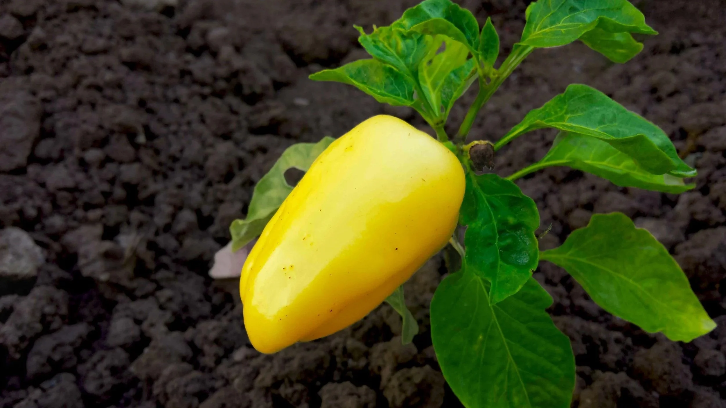 A pepper growing in an Ohio garden.